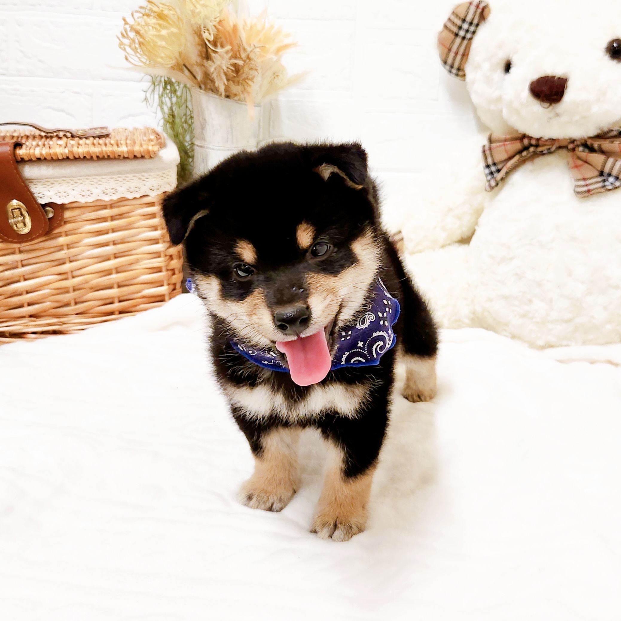 滋賀県の柴犬(標準サイズ) (犬の家＆猫の里近江八幡店/2025年9月1日生まれ/男の子/黒)の子犬の3枚目の画像