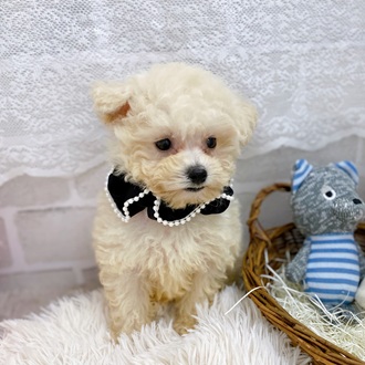 滋賀県のビションプー(ビションフリーゼ×プードル) (犬の家＆猫の里長浜店/2025年9月11日生まれ/男の子/クリーム)の子犬の3枚目の画像