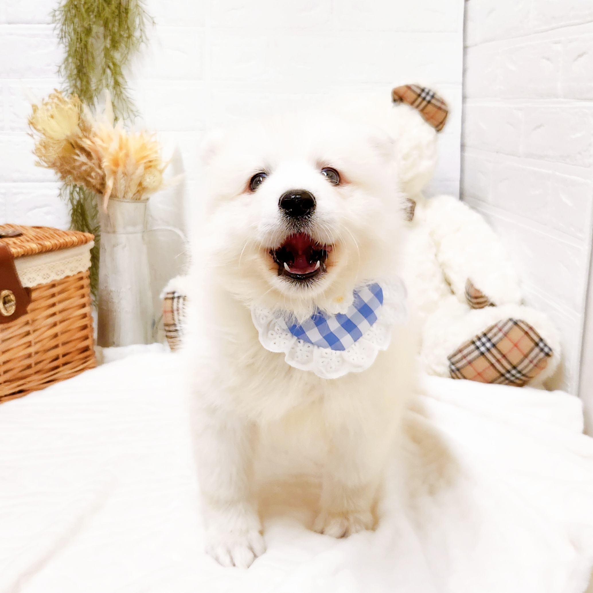 滋賀県のサモエド (犬の家＆猫の里近江八幡店/2025年9月1日生まれ/女の子/ホワイト)の子犬の3枚目の画像