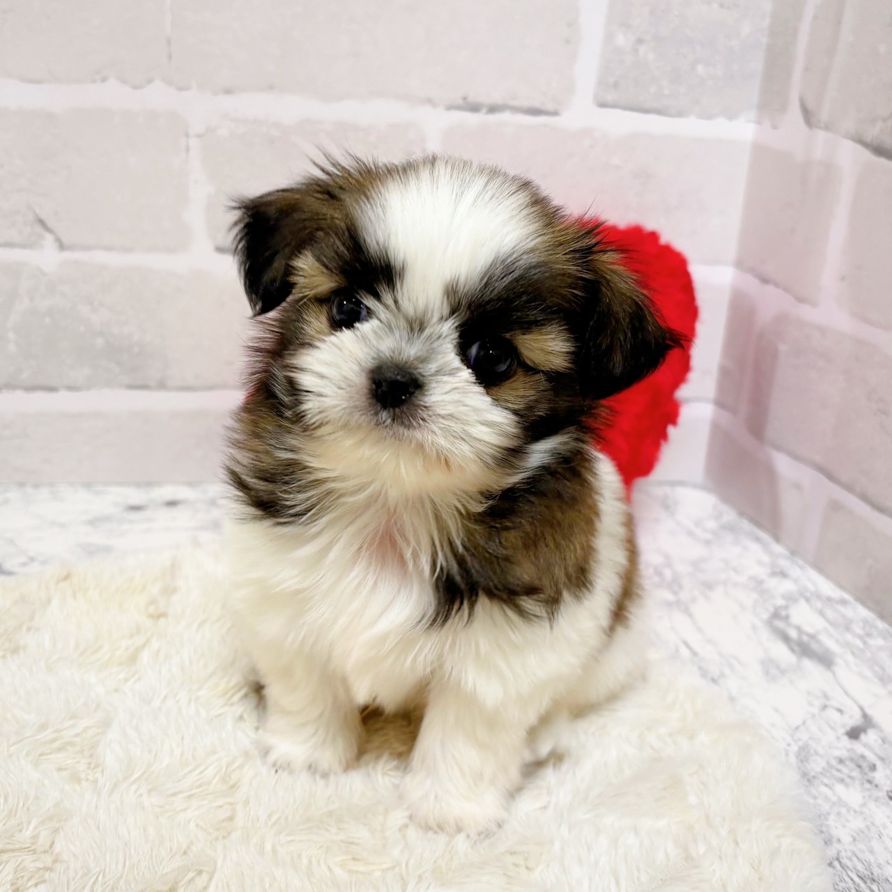 京都府のチワズー/チワシーズ(チワワ×シーズー) (犬の家＆猫の里京都精華店/2025年9月10日生まれ/男の子/ホワイトゴールド)の子犬の3枚目の画像