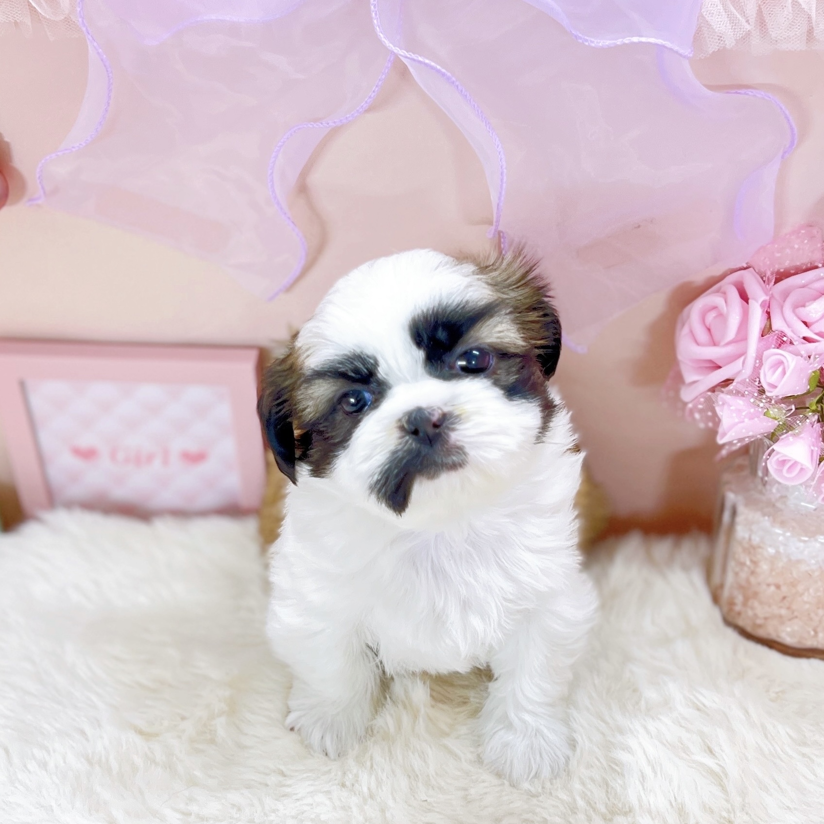 福井県のシーズー (犬の家＆猫の里アミーゴ福井大和田店/2025年9月12日生まれ/女の子/ゴールドホワイト)の子犬の3枚目の画像