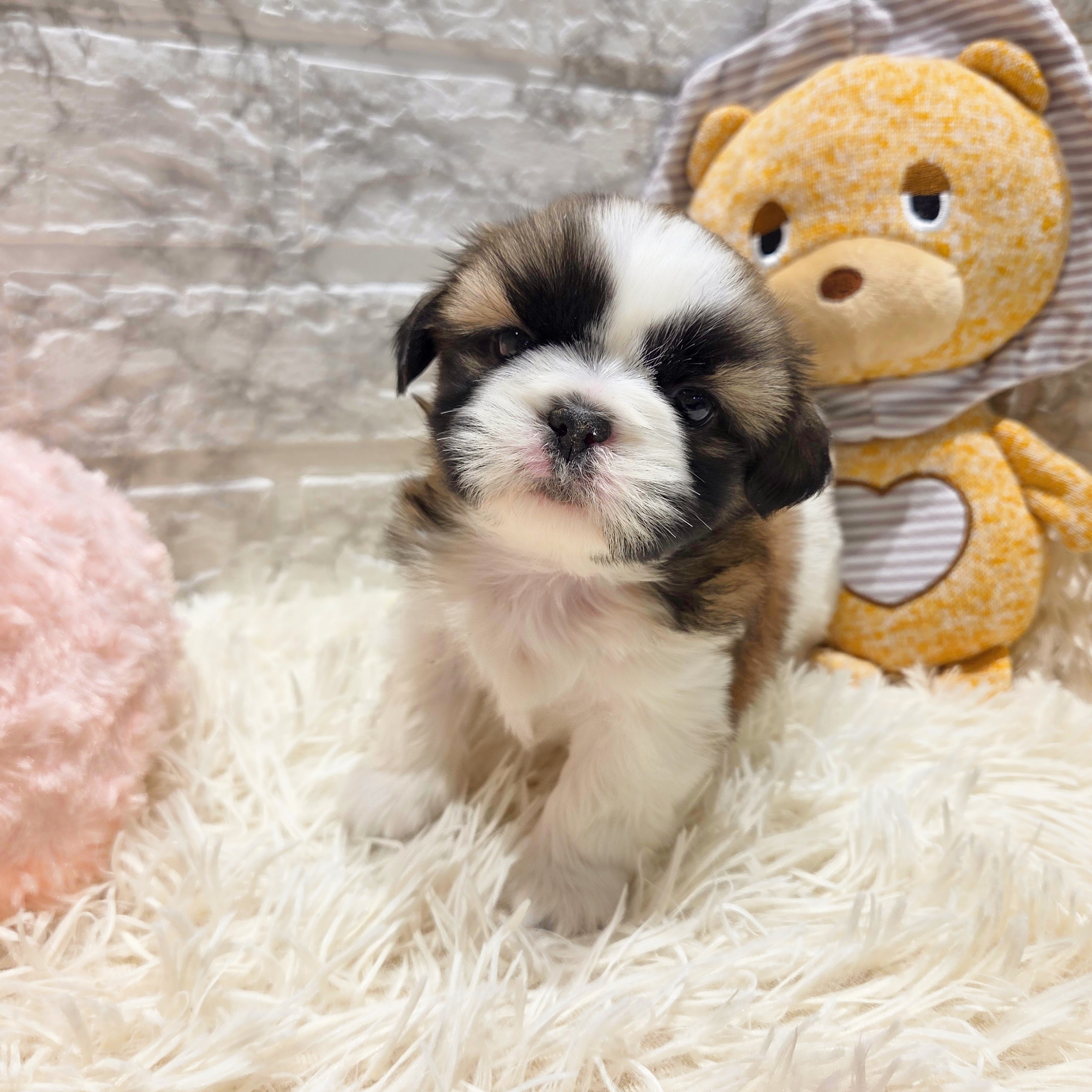 愛知県のシーズー (犬の家＆猫の里MiO香久山店/2025年9月12日生まれ/女の子/ゴールドホワイト)の子犬の3枚目の画像