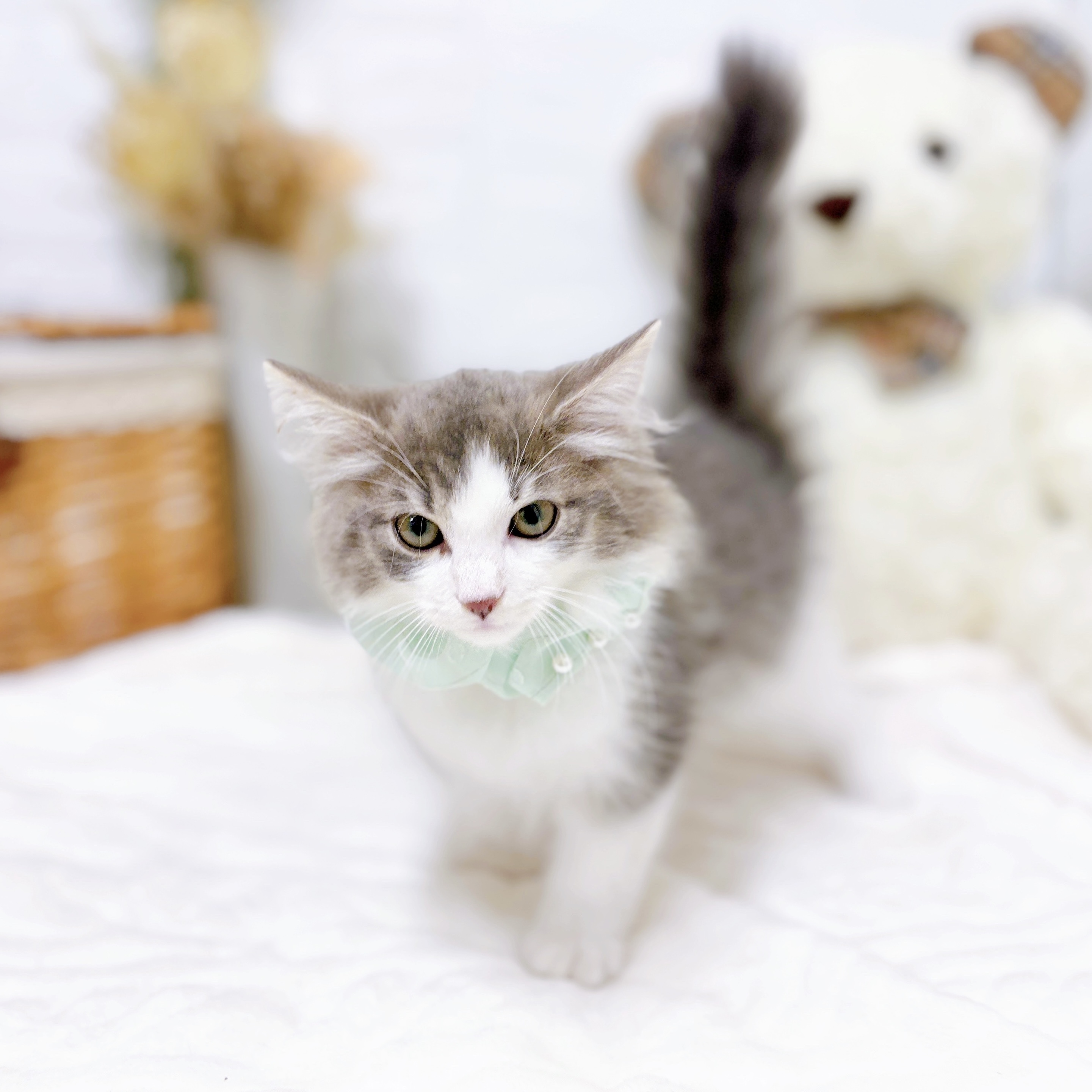 滋賀県のノルウェージャンフォレストキャット (犬の家＆猫の里近江八幡店/2025年9月11日生まれ/男の子/ブルータビーホワイト)の子猫の3枚目の画像