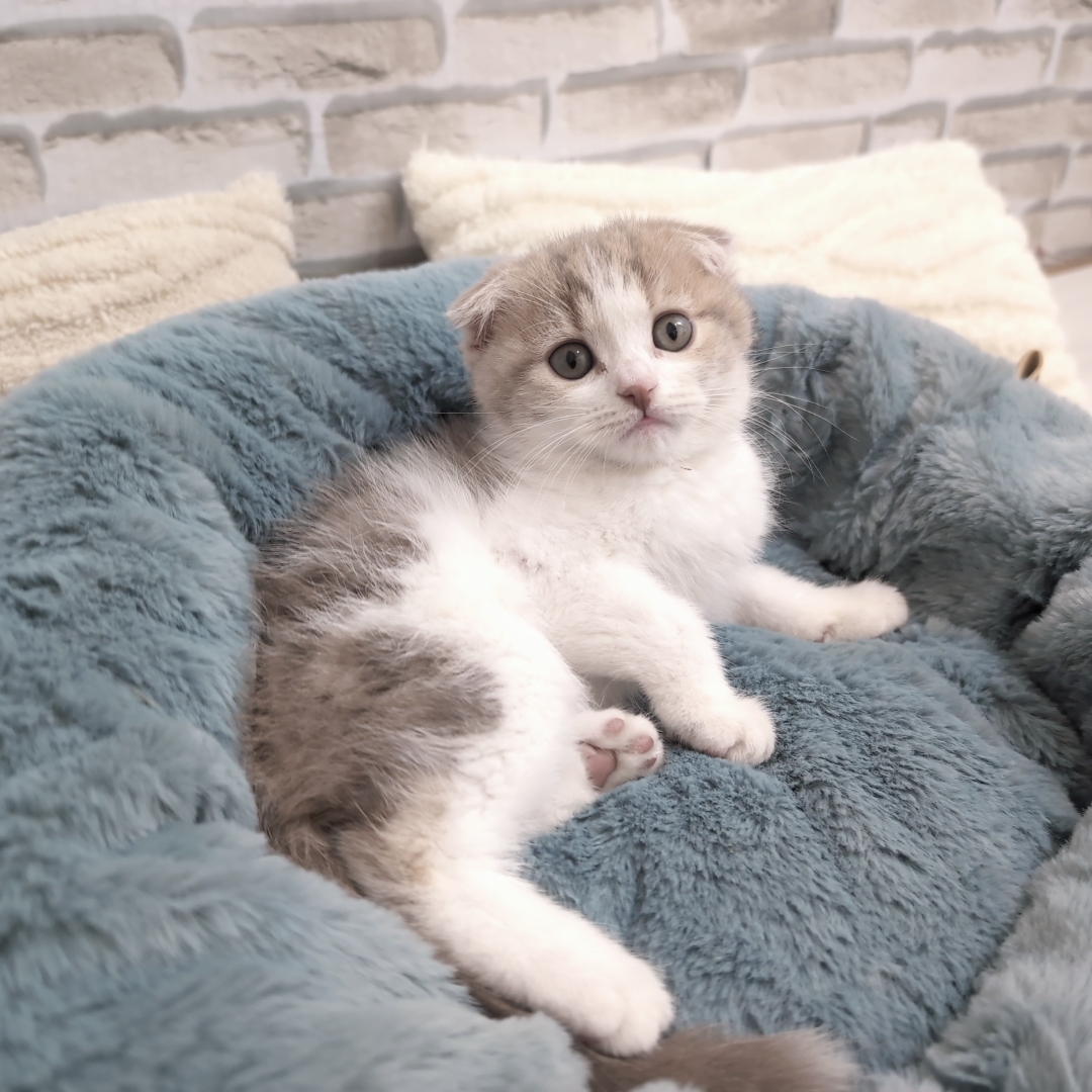 神奈川県のスコティッシュフォールド (犬の家＆猫の里モザイクモール港北店/2025年9月5日生まれ/男の子/ライラックタビー&ホワイト)の子猫の3枚目の画像