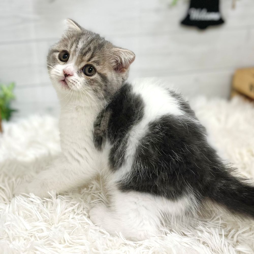 愛知県のスコティッシュフォールド (犬の家＆猫の里豊田店/2025年9月5日生まれ/男の子/ブルータビーホワイト)の子猫の3枚目の画像
