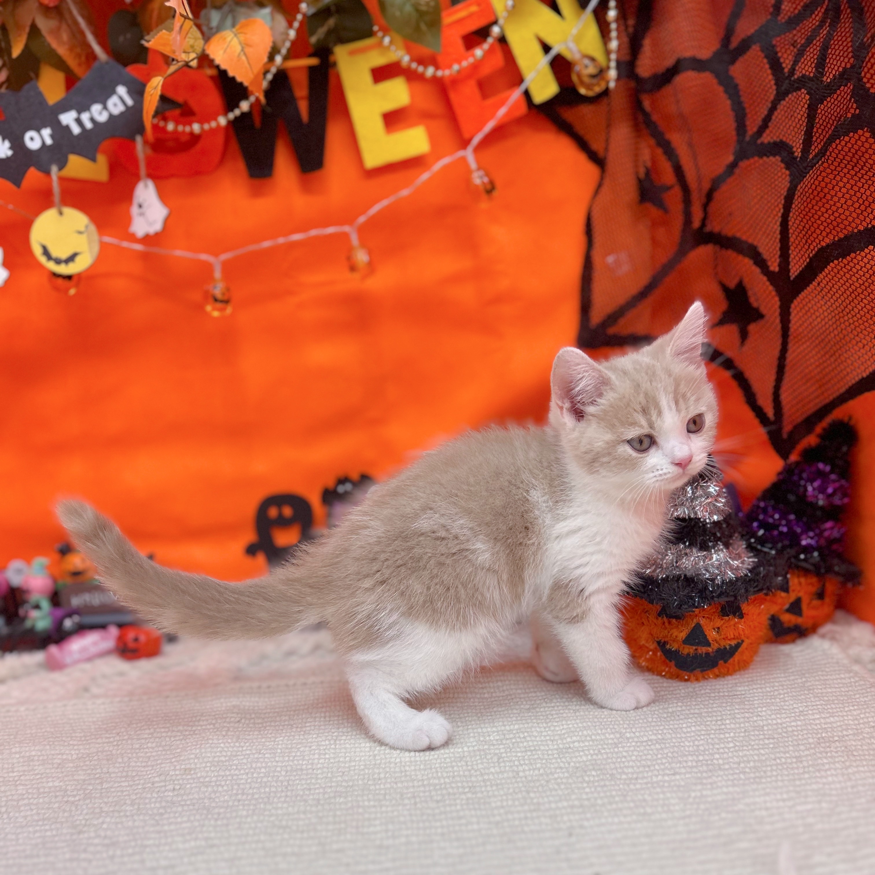 岐阜県のスコティッシュストレート (犬の家＆猫の里岐南店/2025年9月5日生まれ/男の子/クリームタビーホワイト)の子猫の3枚目の画像