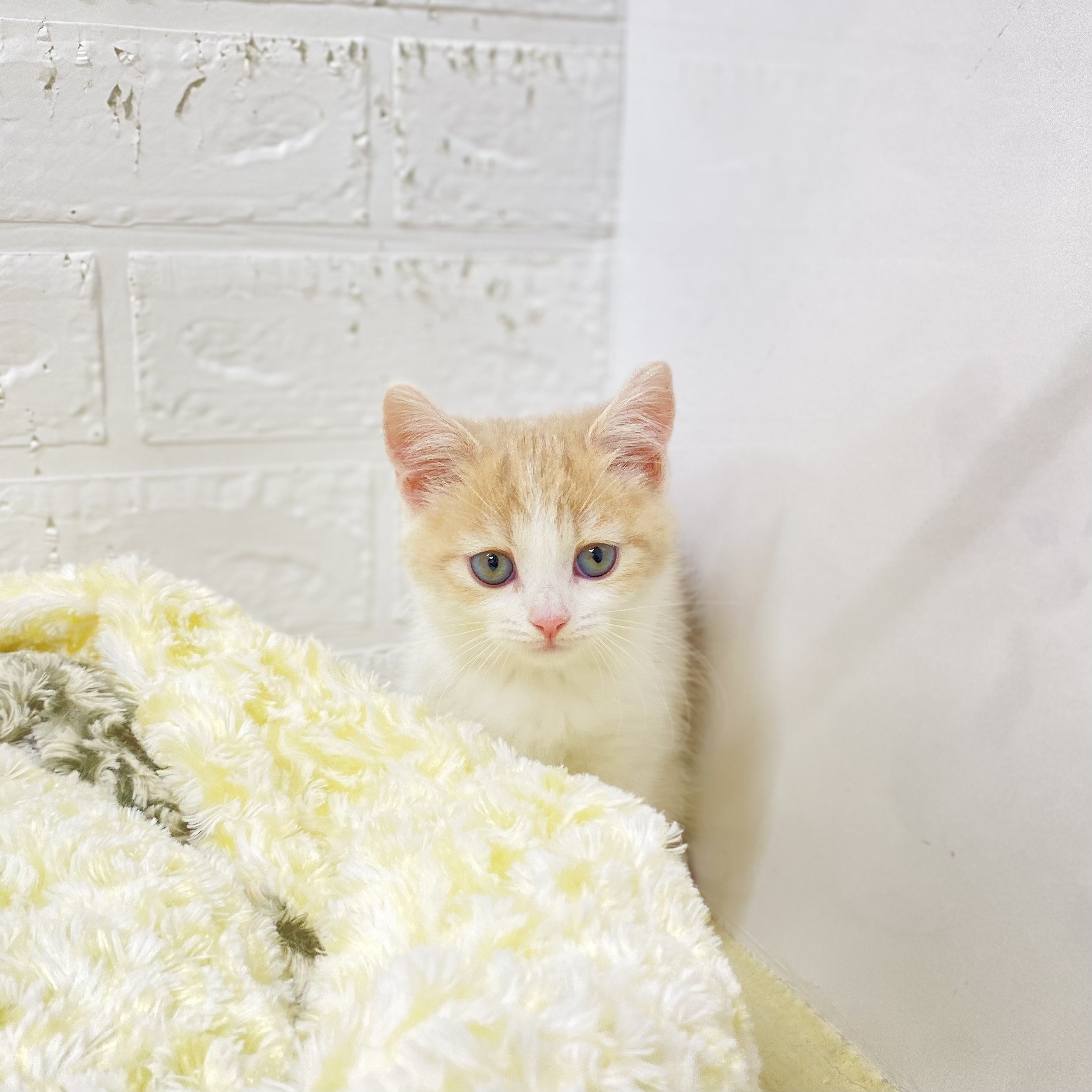 長野県のスコティッシュストレート (犬の家＆猫の里長野店/2025年9月5日生まれ/女の子/クリームタビーホワイト)の子猫の3枚目の画像