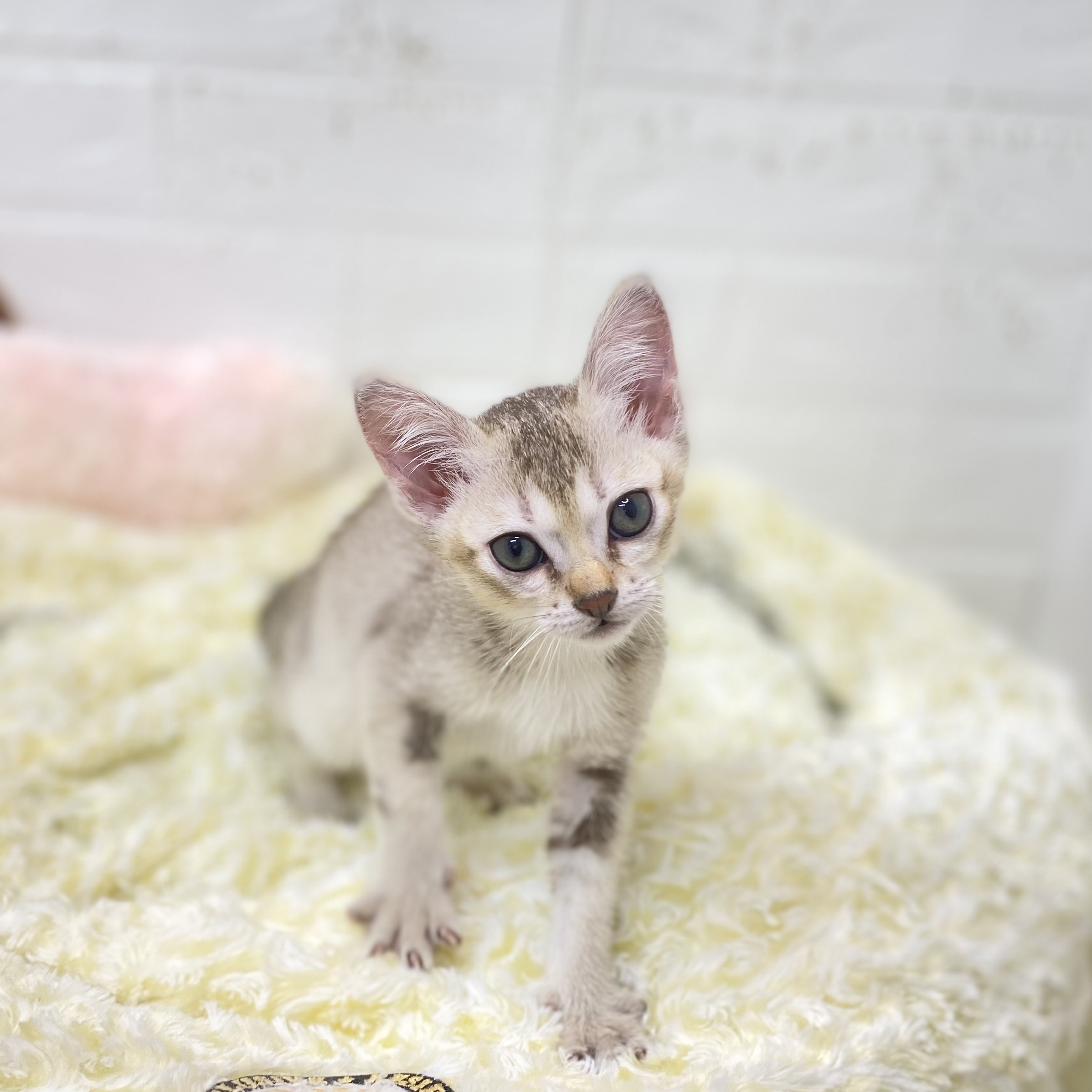 長野県のシンガプーラ (犬の家＆猫の里長野店/2025年9月10日生まれ/女の子/セピアアグーティ)の子猫の1枚目の画像