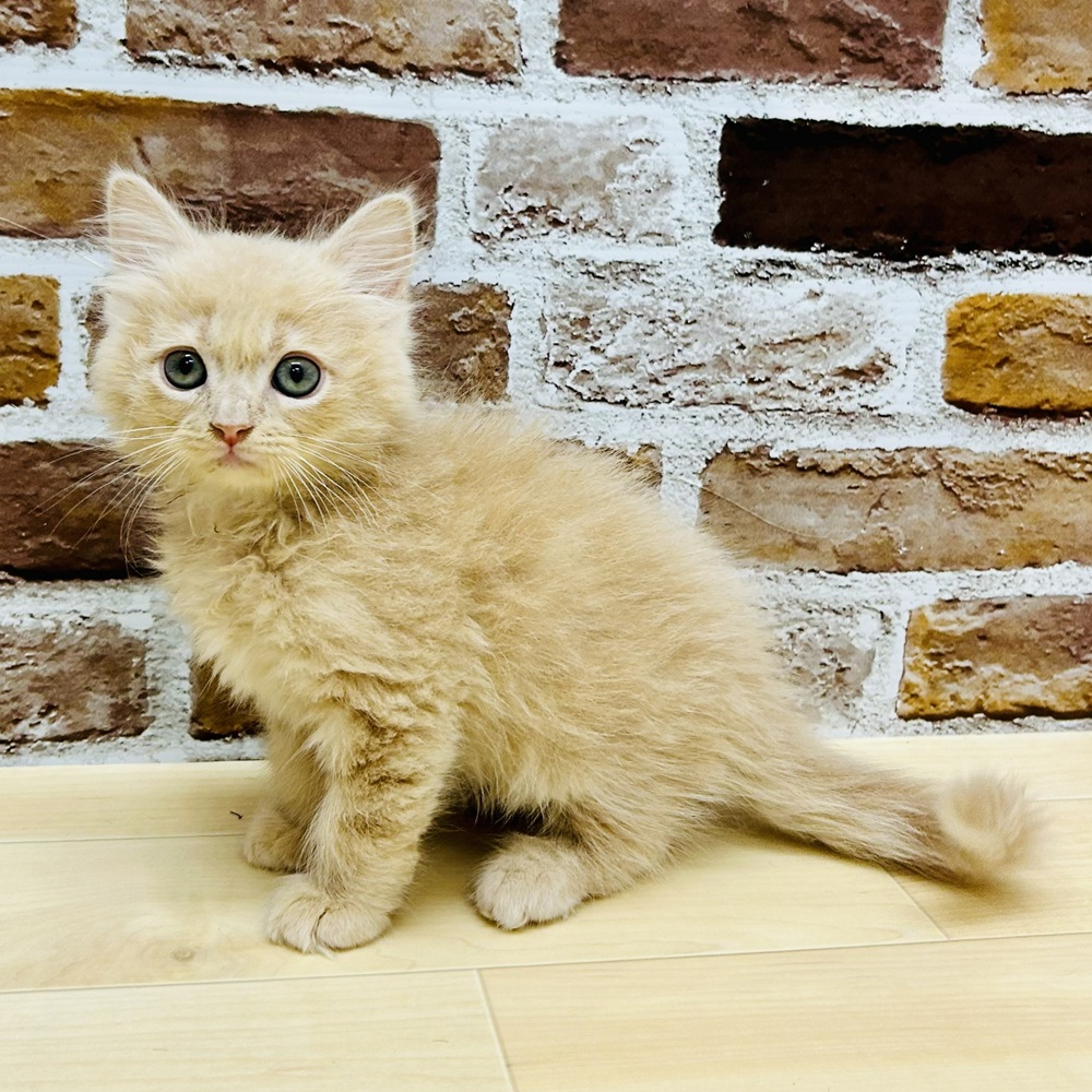 愛知県のサイベリアン (犬の家＆猫の里七宝店/2025年9月11日生まれ/男の子/クリームタビーホワイト)の子猫の3枚目の画像