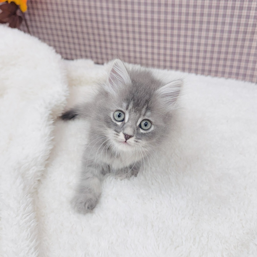 愛知県のサイベリアン (犬の家＆猫の里エアポートウォーク店/2025年9月11日生まれ/女の子/ブルーパッチドタビー)の子猫の3枚目の画像