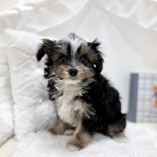 岐阜県のチワプー/プーチー(チワワ×プードル) (犬の家＆猫の里カラフルタウン岐阜店/2025年9月8日生まれ/男の子/ブラックタンホワイト)の子犬の3枚目の画像