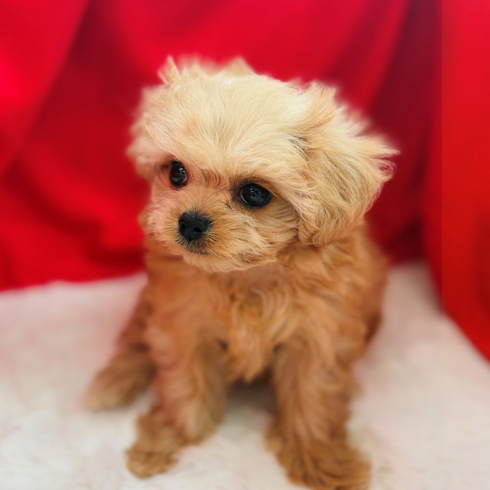 愛知県のチワプー/プーチー(チワワ×プードル) (犬の家＆猫の里愛知刈谷店/2025年9月8日生まれ/女の子/アプリコットホワイト)の子犬の3枚目の画像