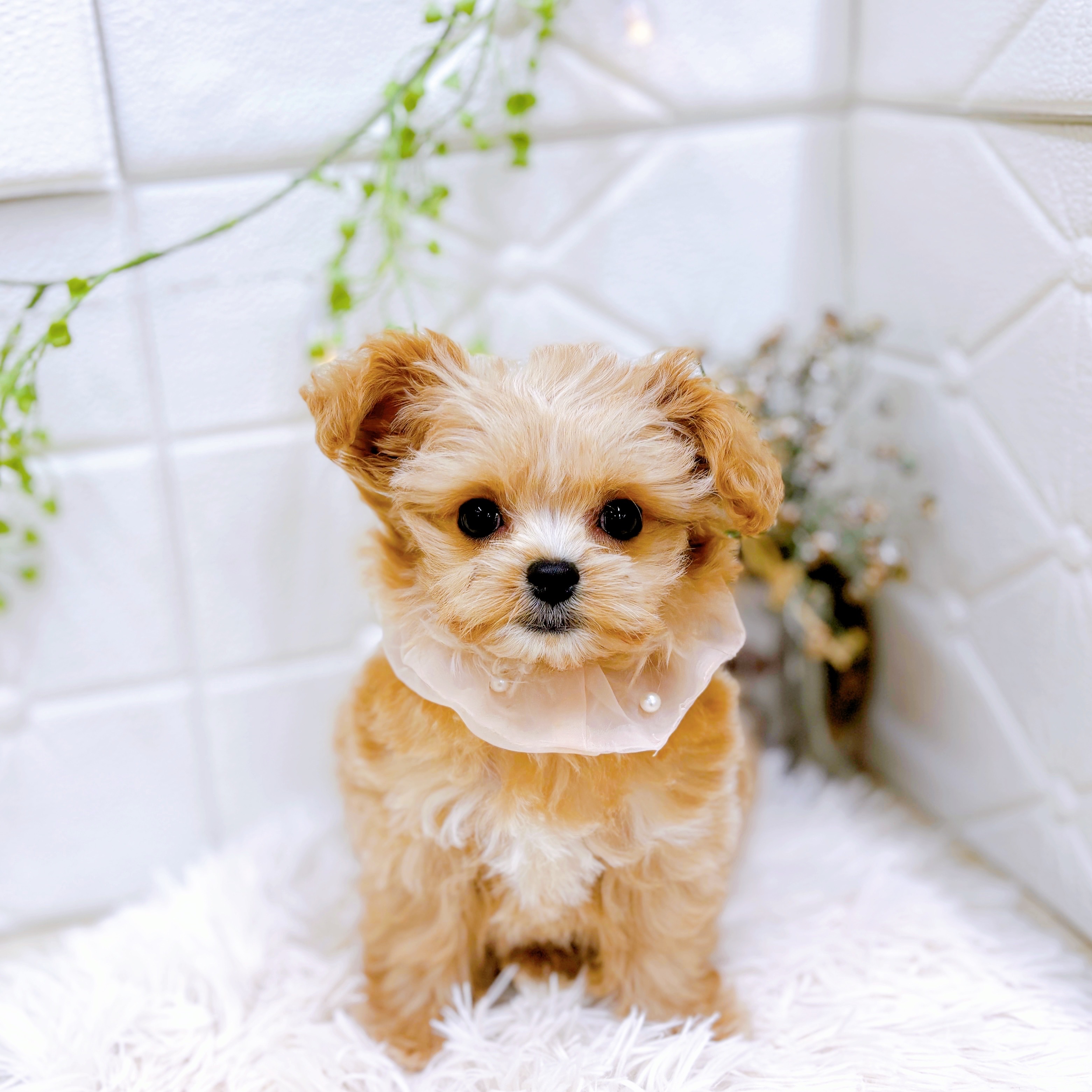 福井県のチワプー/プーチー(チワワ×プードル) (犬の家＆猫の里アミーゴ福井店/2025年9月8日生まれ/女の子/アプリコットホワイト)の子犬の3枚目の画像