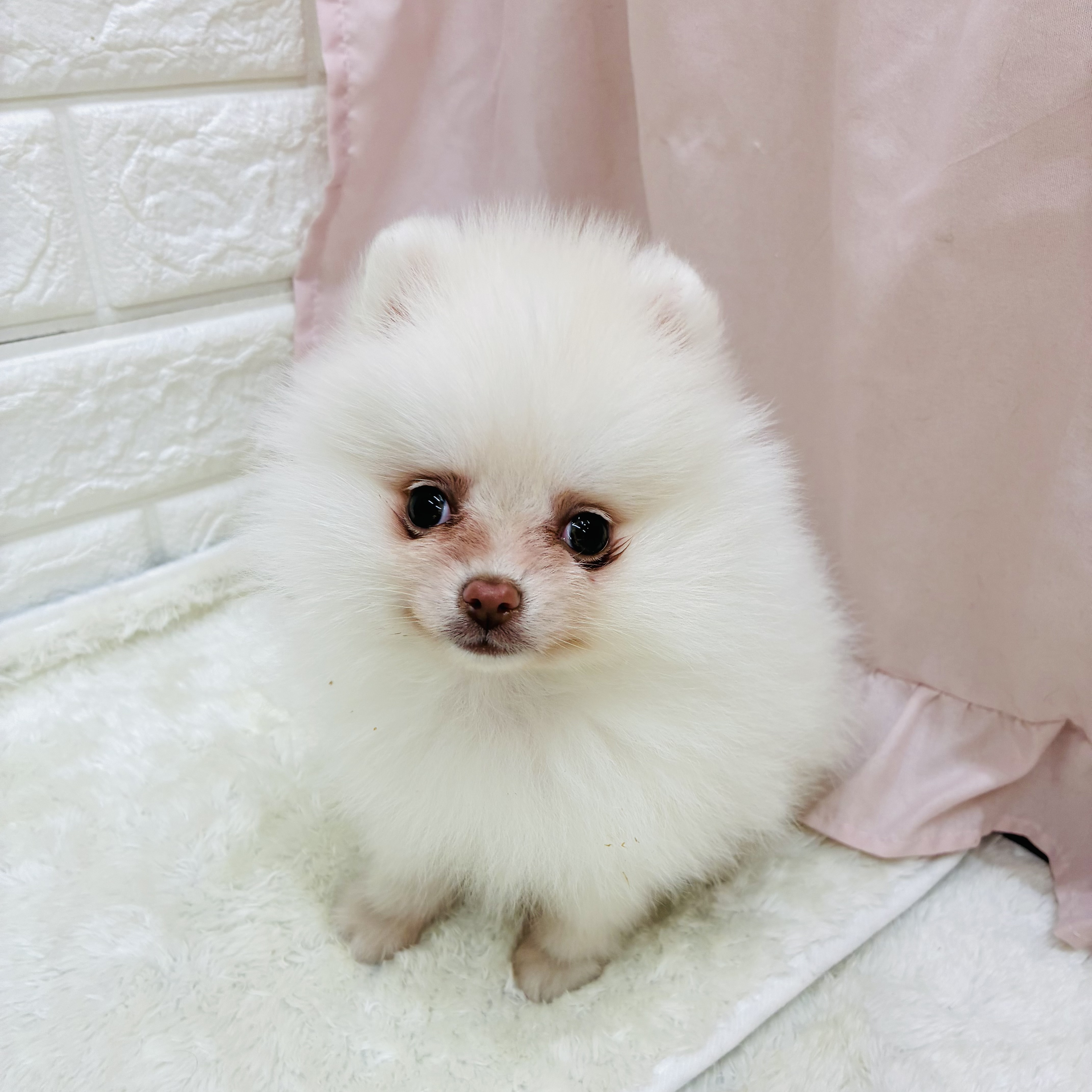 愛知県のポメラニアン (犬の家＆猫の里アミーゴ神の倉店/2025年9月12日生まれ/女の子/クリーム)の子犬の3枚目の画像