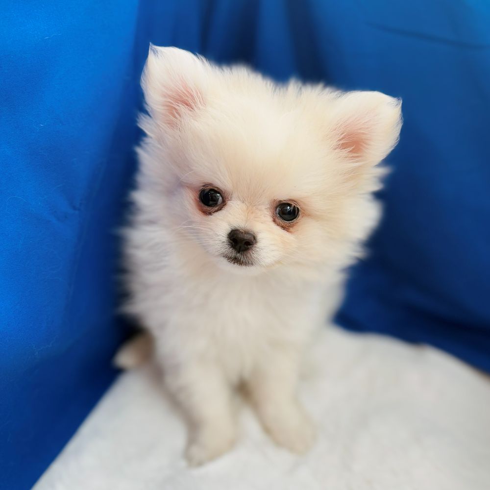 愛知県のポメチワ/チワポメ/ポメチー(ポメラニアン×チワワ) (犬の家＆猫の里愛知刈谷店/2025年9月8日生まれ/男の子/クリーム)の子犬の3枚目の画像