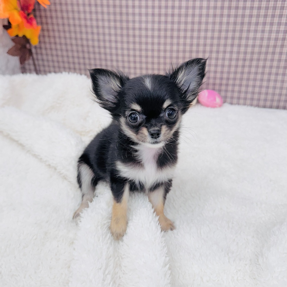 愛知県のチワワ(ロング) (犬の家＆猫の里エアポートウォーク店/2025年9月2日生まれ/女の子/ブラックタンホワイト)の子犬の3枚目の画像