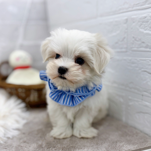 滋賀県のマルチーズ (犬の家&猫の里長浜店/2025年8月30日生まれ/男の子/ホワイト)の子犬の3枚目の画像