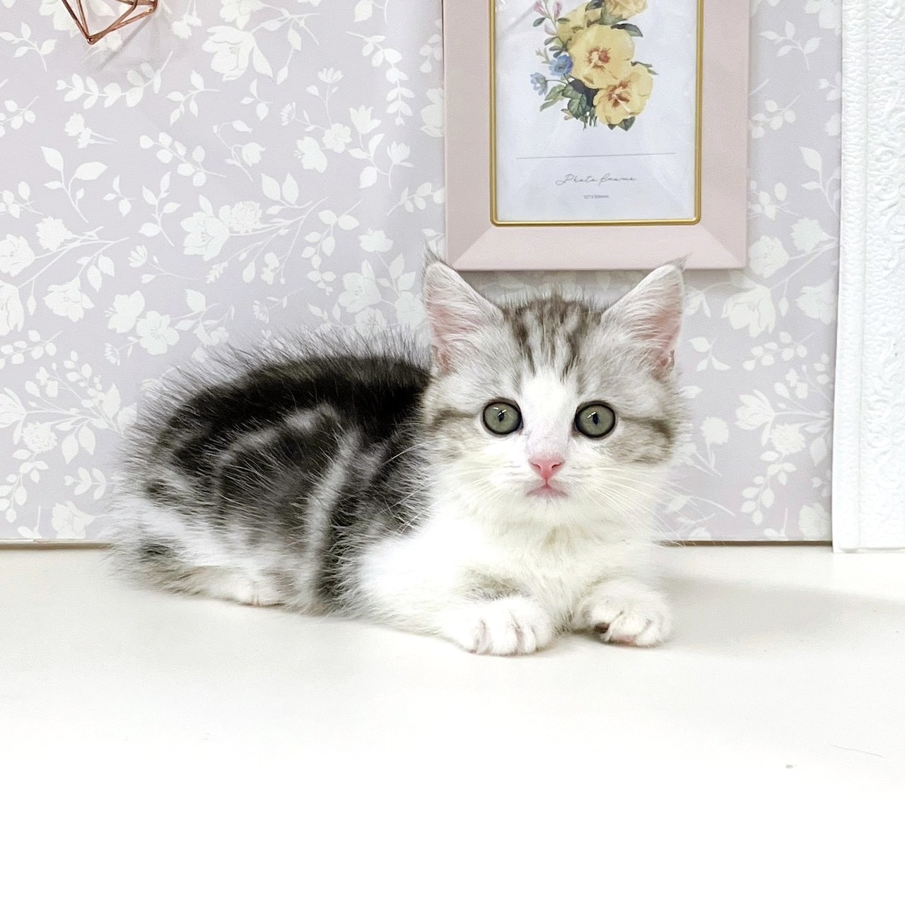 富山県のミヌエット (犬の家＆猫の里アミーゴ高岡蓮花寺店/2025年9月13日生まれ/男の子/シルバータビーホワイト)の子猫の3枚目の画像