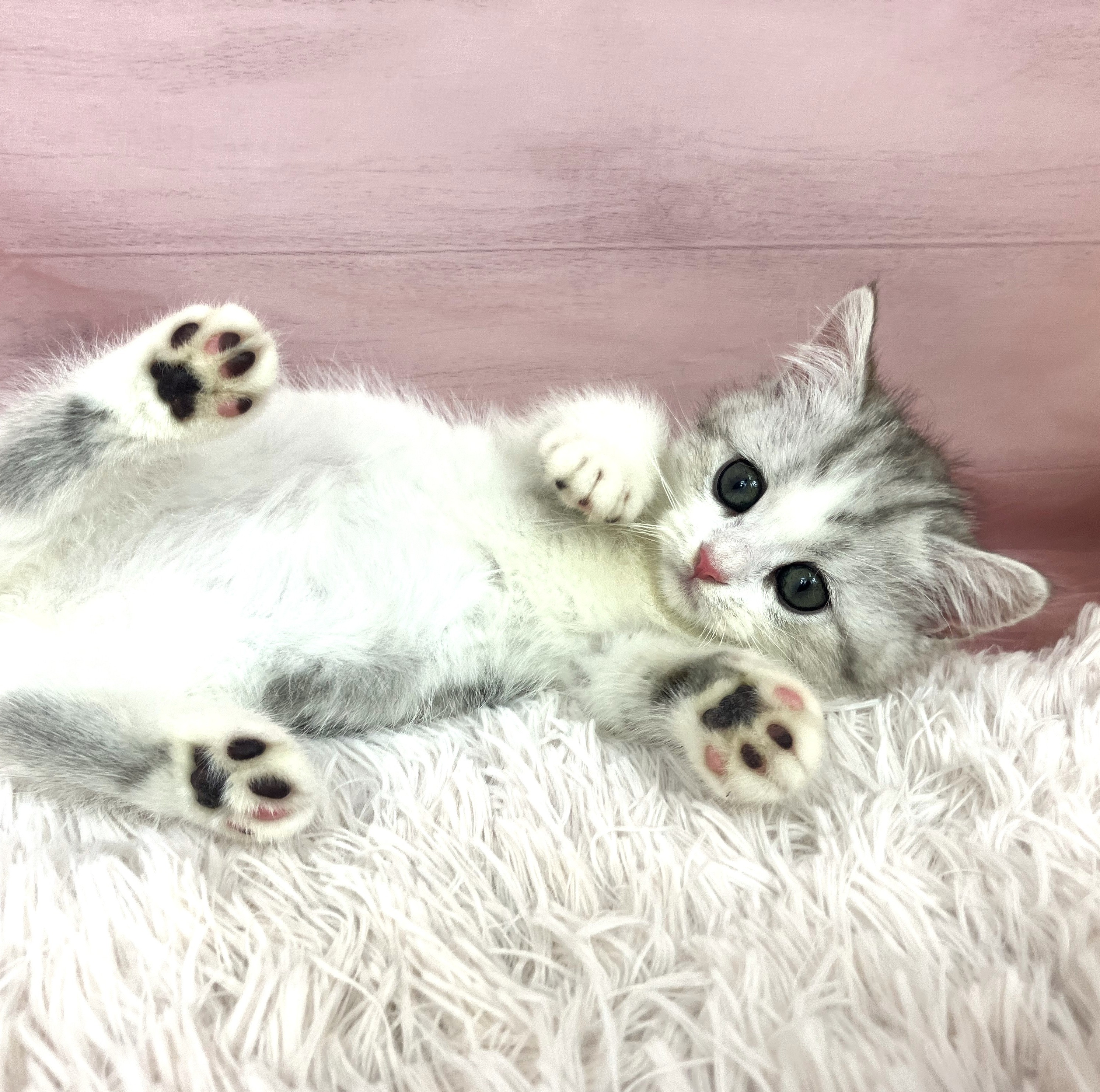 兵庫県のミヌエット (犬の家＆猫の里川西店/2025年9月13日生まれ/女の子/シルバータビーホワイト)の子猫の3枚目の画像