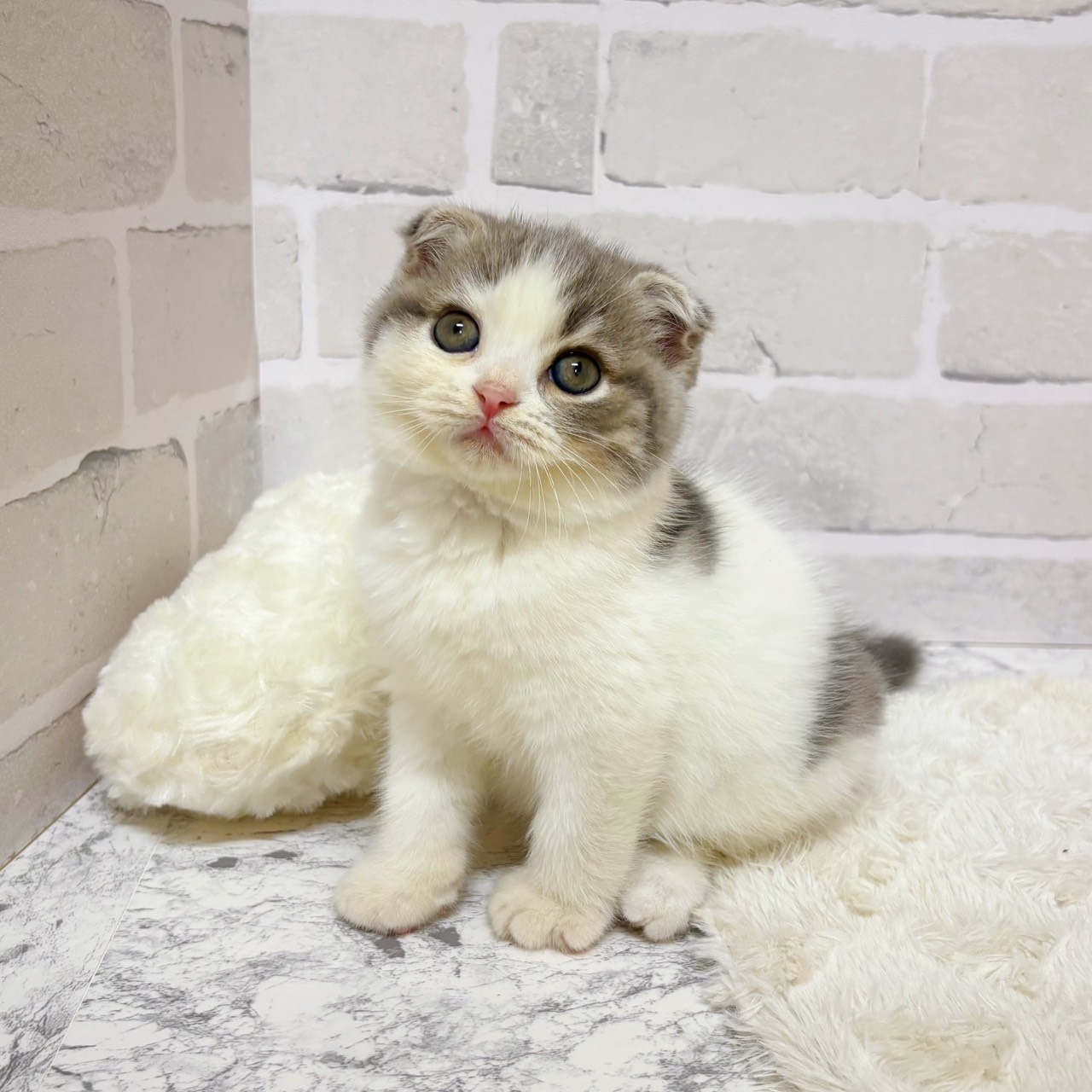 京都府のスコティッシュフォールド (犬の家＆猫の里京都精華店/2025年9月10日生まれ/男の子/ブルータビーホワイト)の子猫の3枚目の画像