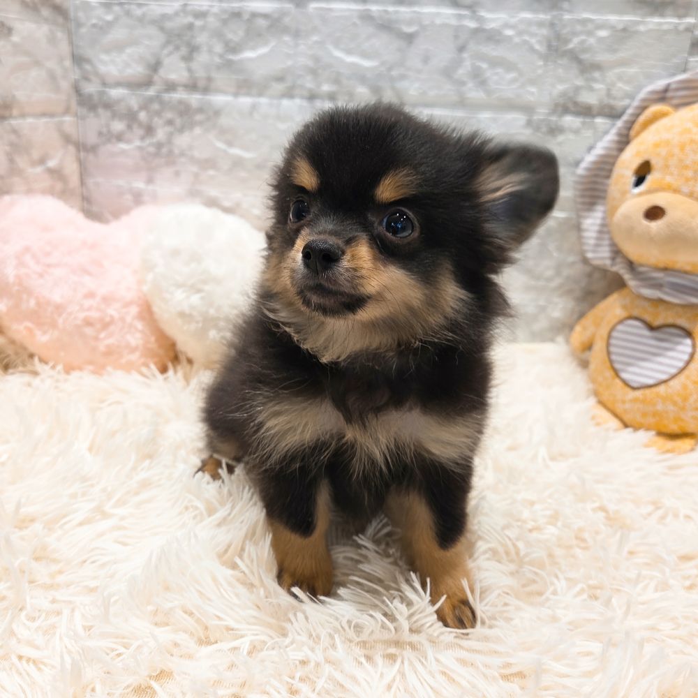 愛知県のポメチワ/チワポメ/ポメチー(ポメラニアン×チワワ) (犬の家＆猫の里MiO香久山店/2025年9月9日生まれ/男の子/ブラックタン)の子犬の3枚目の画像
