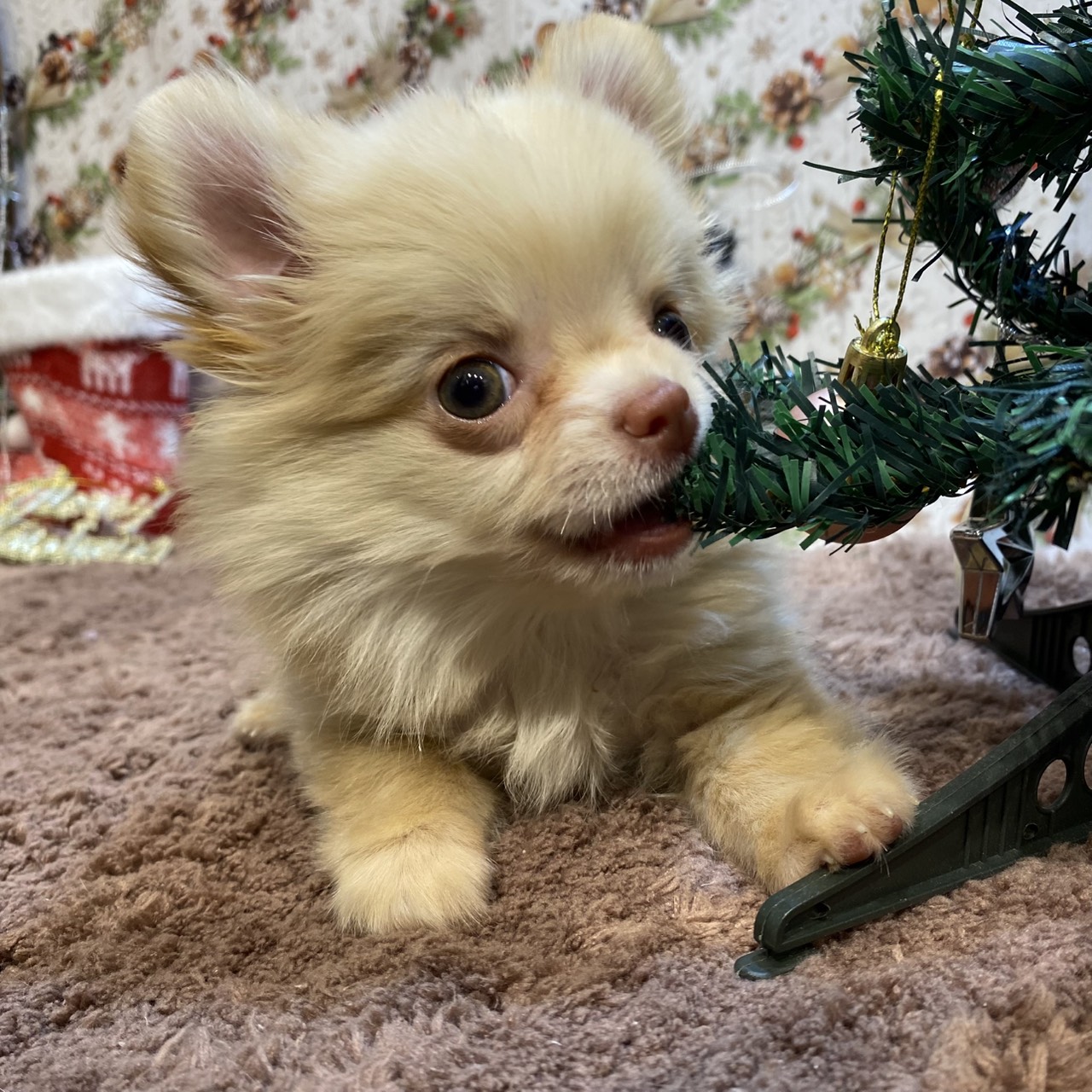 長野県のポメチワ/チワポメ/ポメチー(ポメラニアン×チワワ) (犬の家＆猫の里カインズ梓川店/2025年9月9日生まれ/女の子/クリーム)の子犬の3枚目の画像