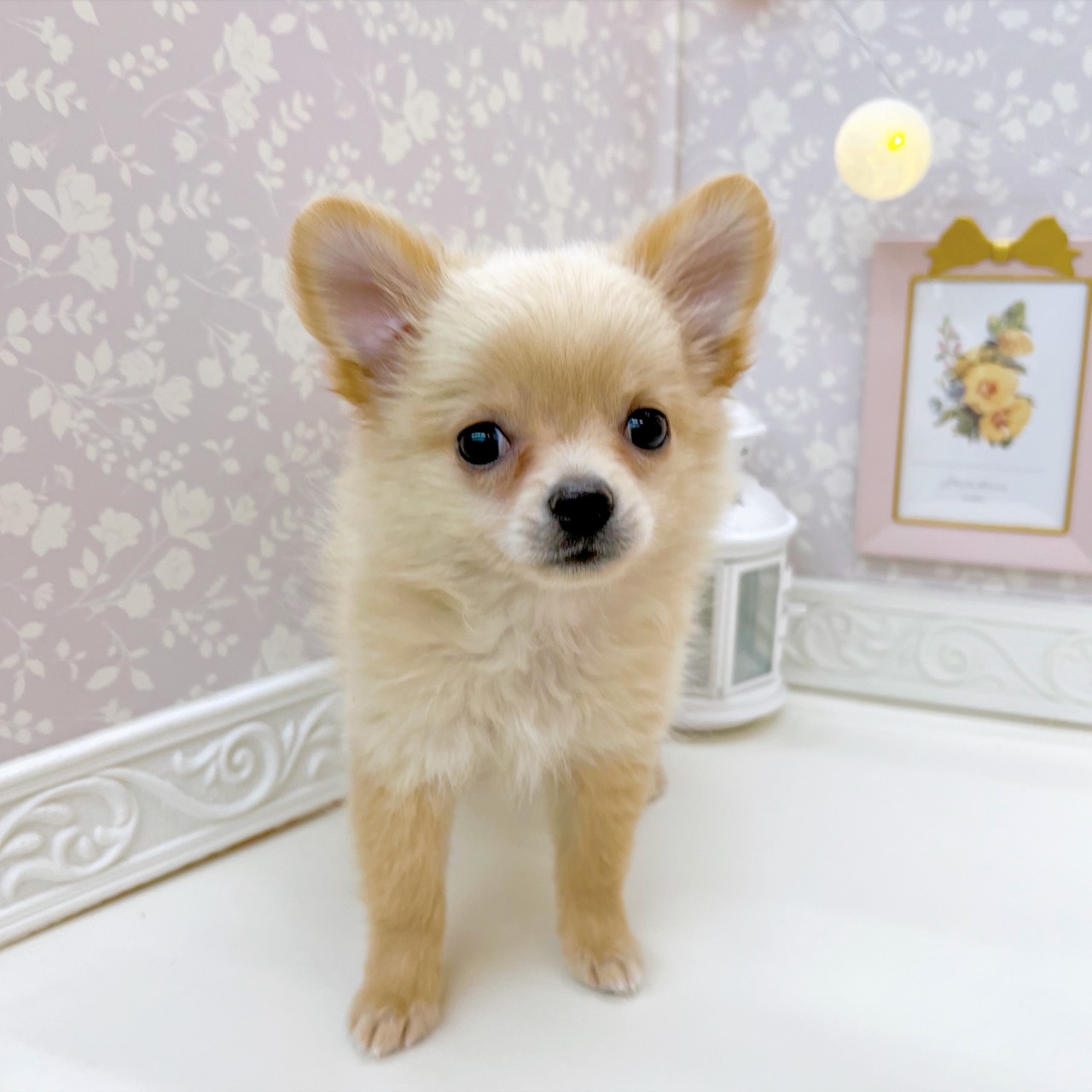 富山県のポメチワ/チワポメ/ポメチー(ポメラニアン×チワワ) (犬の家＆猫の里富山店/2025年9月9日生まれ/女の子/クリーム)の子犬の3枚目の画像