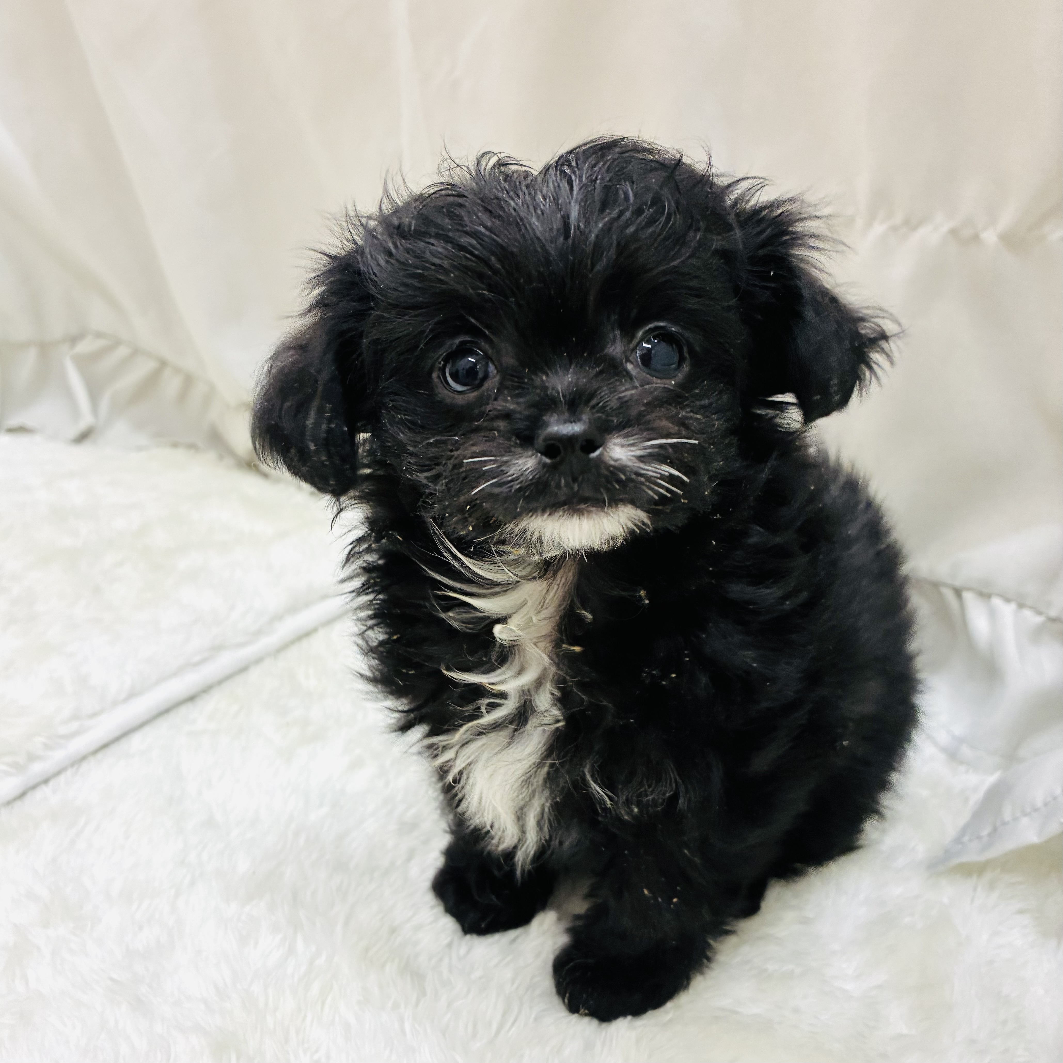 愛知県のチワプー/プーチー(チワワ×プードル) (犬の家＆猫の里アミーゴ神の倉店/2025年9月12日生まれ/男の子/ブラック)の子犬の3枚目の画像