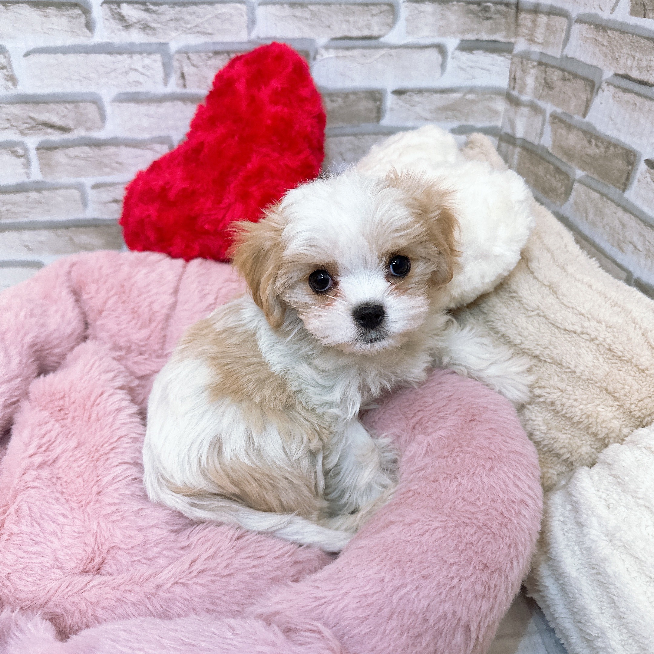 神奈川県のマルキャバ/キャバチーズ(マルチーズ×キャバリア) (犬の家＆猫の里モザイクモール港北店/2025年9月12日生まれ/女の子/ホワイトクリーム)の子犬の3枚目の画像