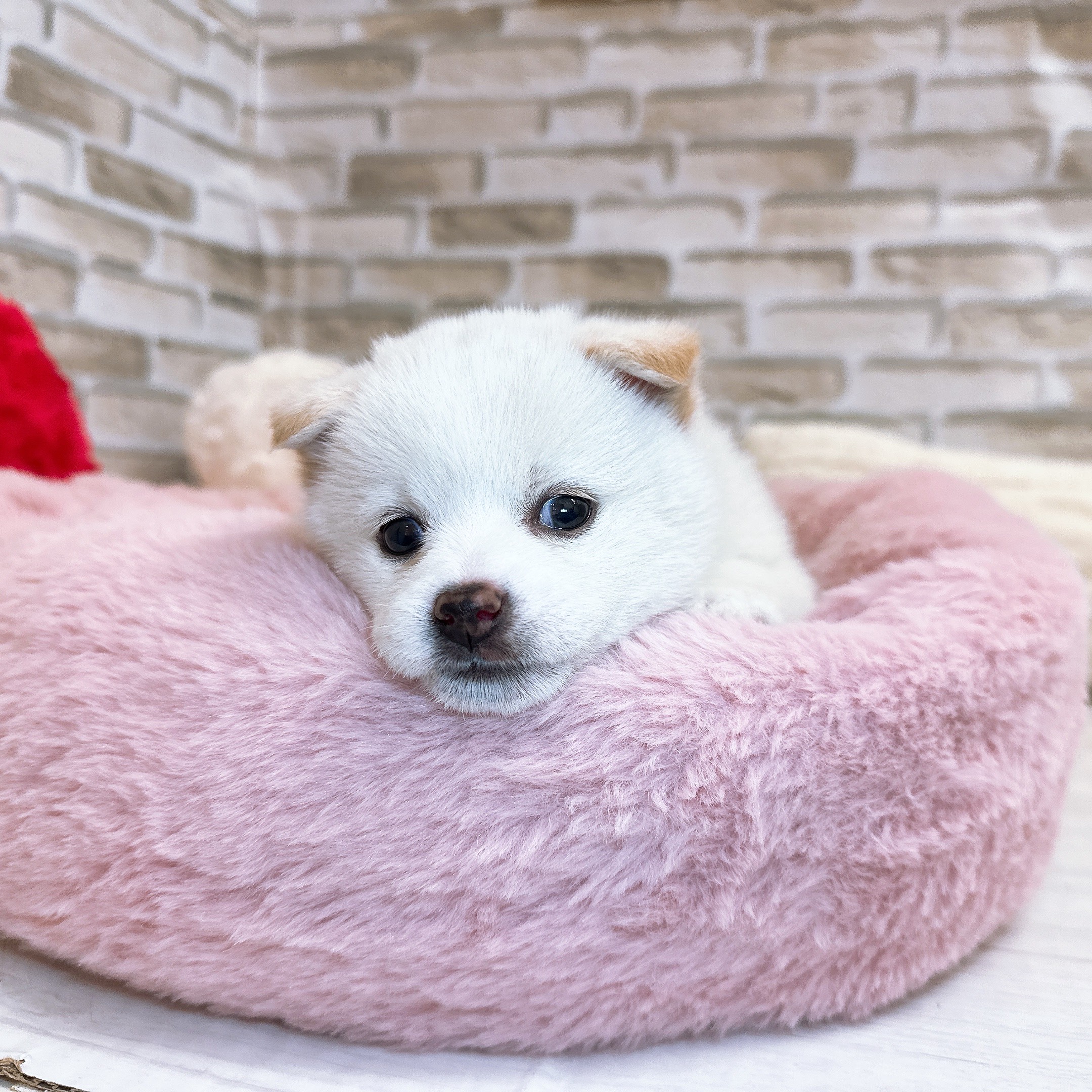 神奈川県のポメ柴/豆ポメ/ポメ豆柴(ポメラニアン×柴犬) (犬の家＆猫の里モザイクモール港北店/2025年9月15日生まれ/女の子/白)の子犬の3枚目の画像