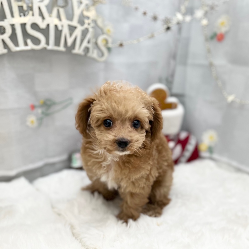 静岡県のチワプー/プーチー(チワワ×プードル) (犬の家＆猫の里MEGAドン・キホーテ袋井店/2025年9月11日生まれ/男の子/アプリコットホワイト)の子犬の3枚目の画像