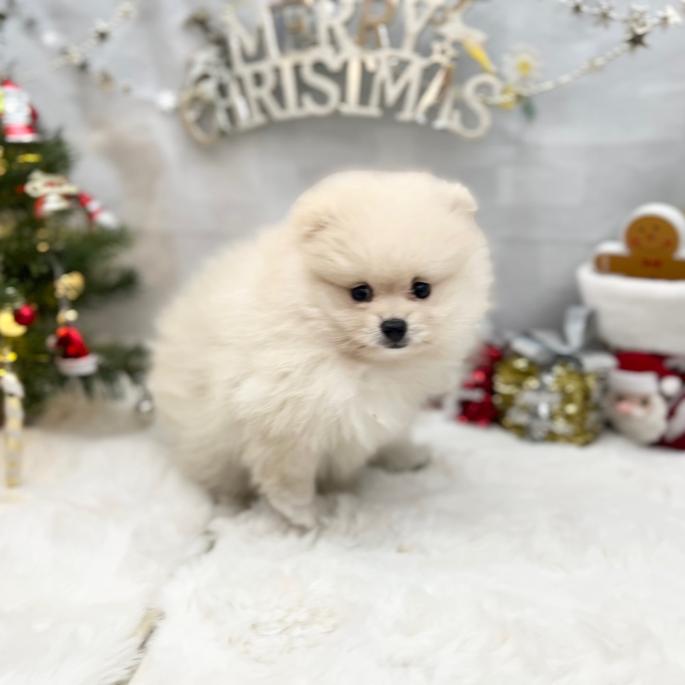 静岡県のポメラニアン (犬の家＆猫の里MEGAドン・キホーテ袋井店/2025年9月12日生まれ/女の子/クリーム)の子犬の3枚目の画像