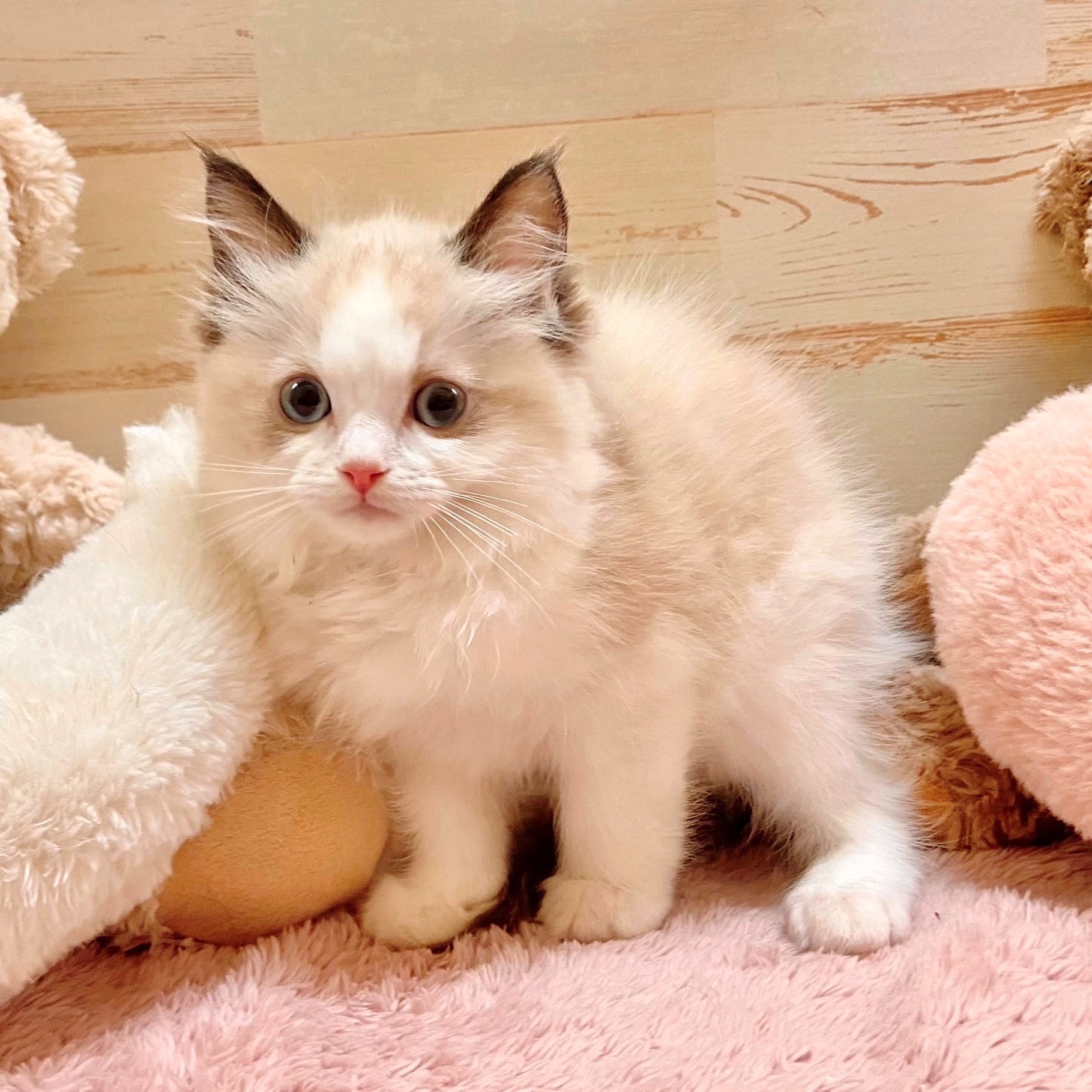 兵庫県のラグドール (犬の家＆猫の里神戸店/2025年9月9日生まれ/女の子/シールポイントバイカラー)の子猫の1枚目の画像