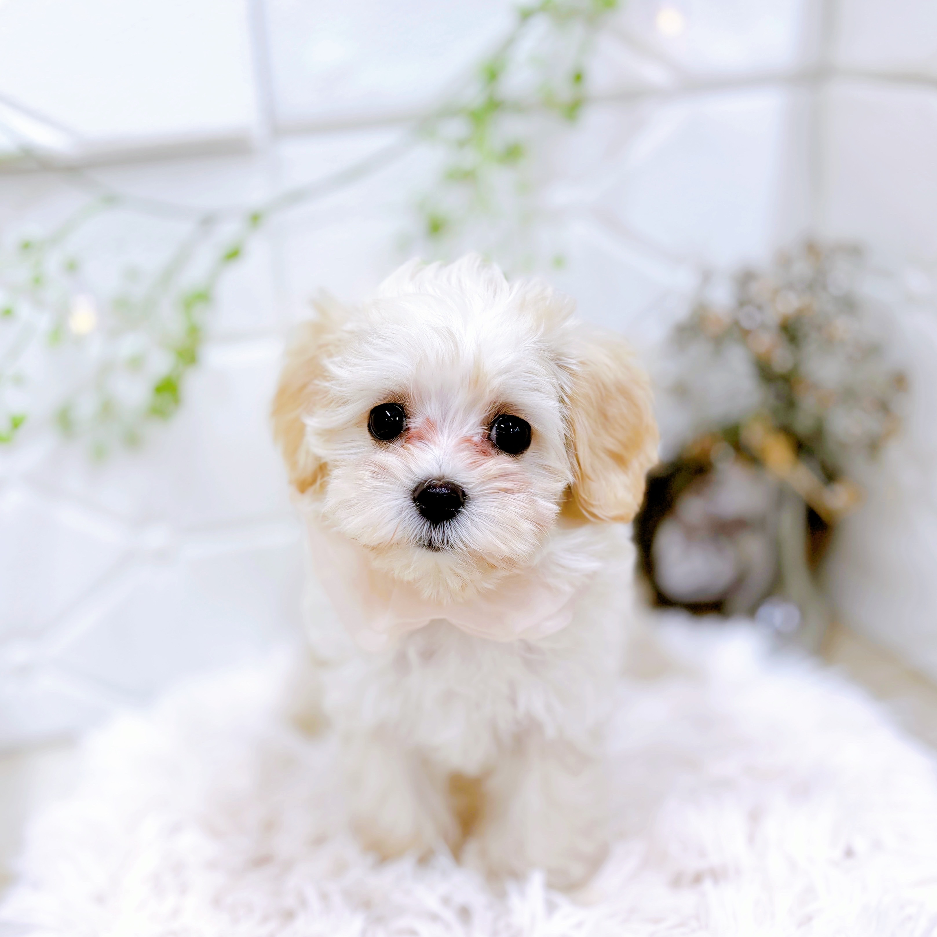 福井県のマルプー(マルチーズ×プードル) (犬の家＆猫の里アミーゴ福井店/2025年9月11日生まれ/女の子/クリーム)の子犬の3枚目の画像