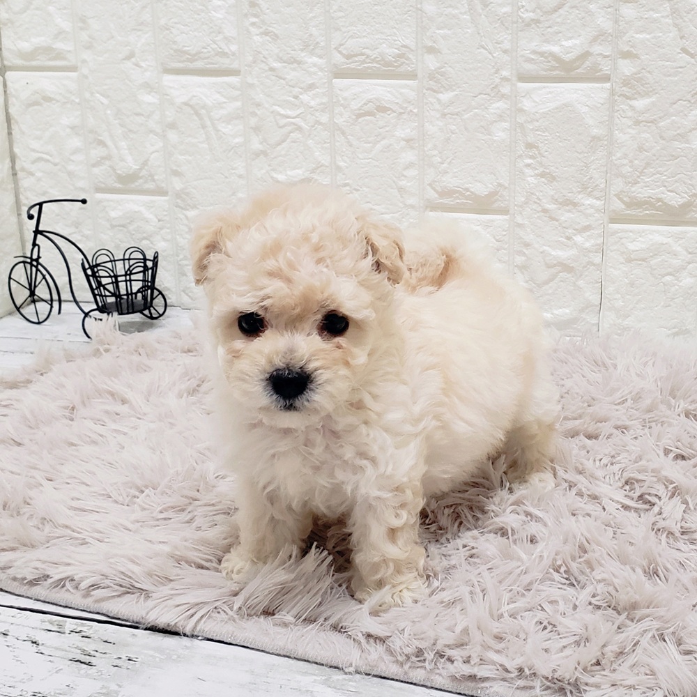 岡山県のビションプー(ビションフリーゼ×プードル) (犬の家＆猫の里岡山店/2025年9月13日生まれ/男の子/クリーム)の子犬の3枚目の画像