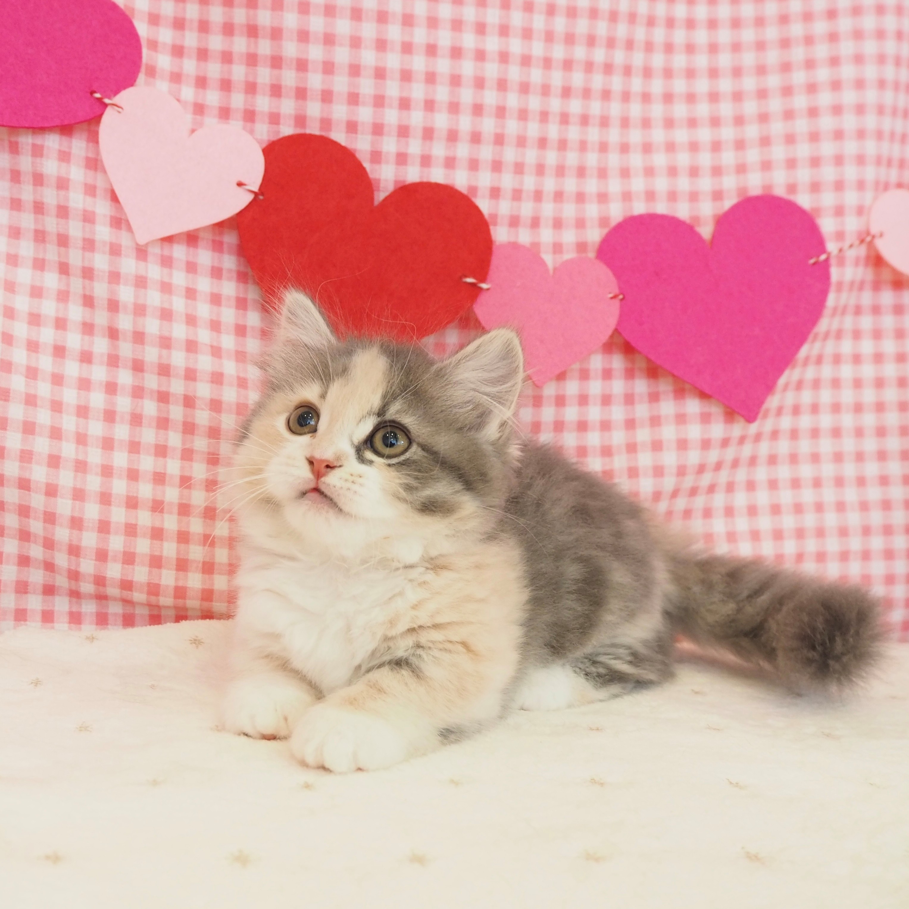 大阪府のミヌエット (犬の家＆猫の里もりのみやキューズモールBASE店/2025年9月6日生まれ/女の子/ブルーパッチドタビーホワイト)の子猫の3枚目の画像