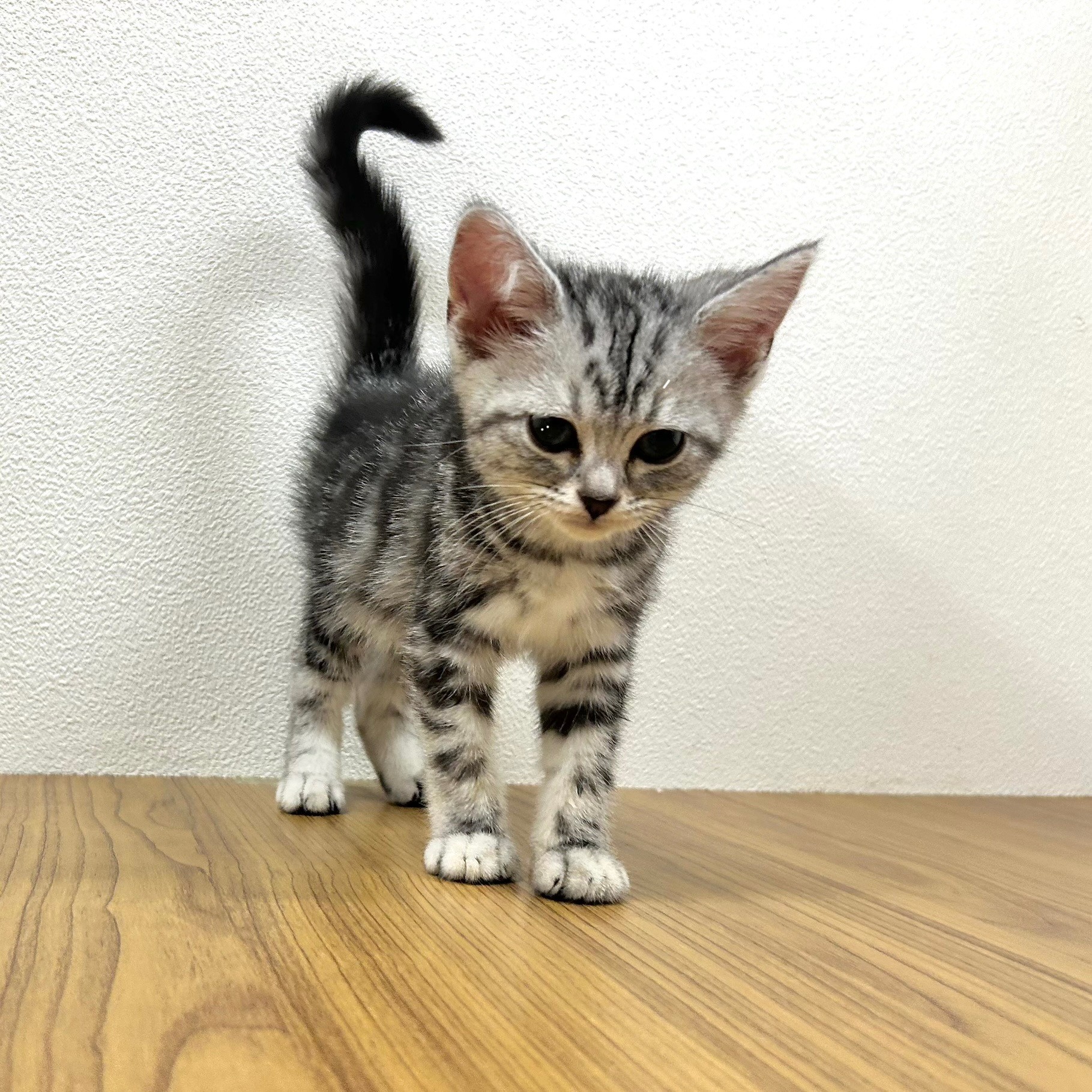 福岡県のアメリカンショートヘアー (犬の家＆猫の里トリアス久山店/2025年9月7日生まれ/女の子/シルバータビー)の子猫の3枚目の画像
