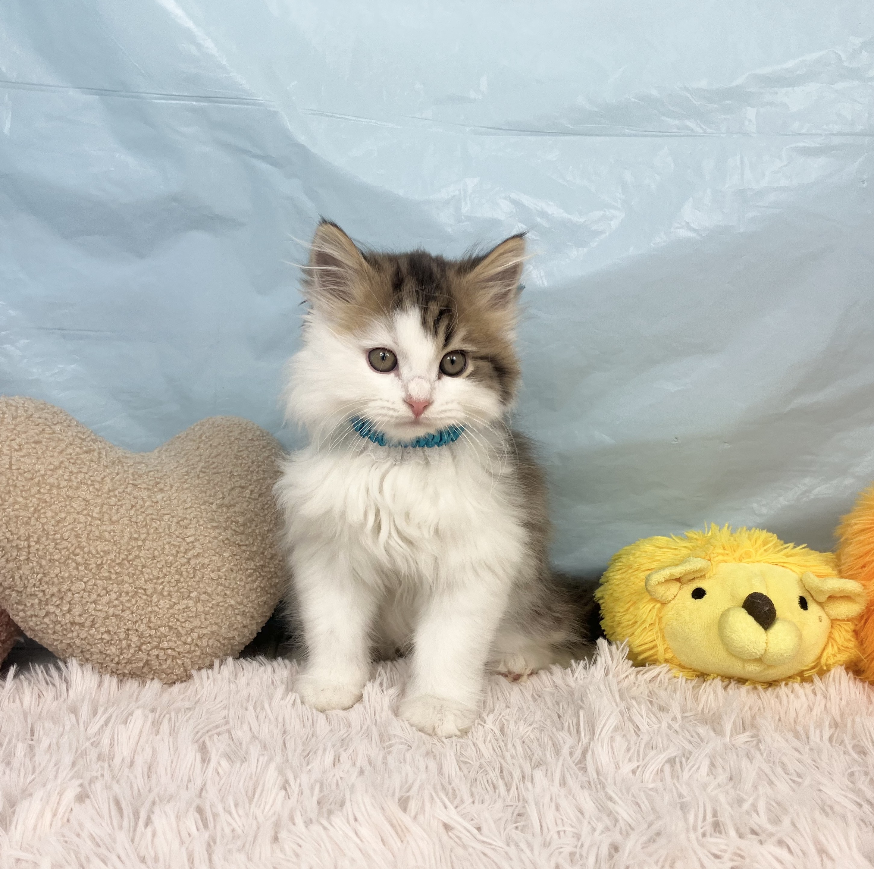 兵庫県のスコティッシュストレート (犬の家＆猫の里川西店/2025年9月6日生まれ/男の子/ブラウンタビーホワイト)の子猫の3枚目の画像