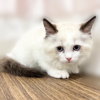 兵庫県のラグドール (犬の家＆猫の里カナート西神戸店/2025年9月9日生まれ/男の子/シールポイントバイカラー)の子猫の3枚目の画像