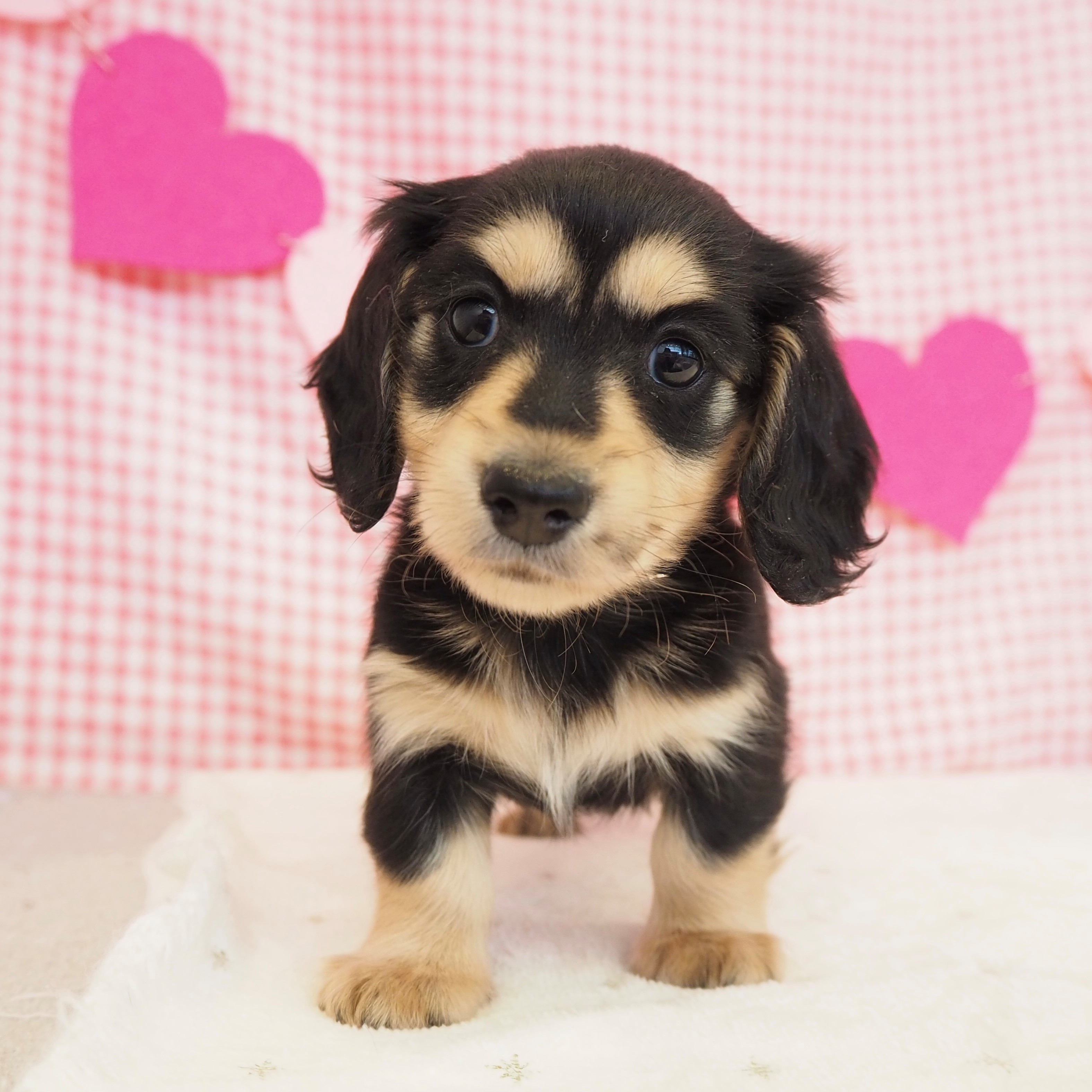 大阪府のカニンヘンダックスフンド(ロング) (犬の家＆猫の里もりのみやキューズモールBASE店/2025年9月12日生まれ/女の子/ブラックイエロー)の子犬の1枚目の画像