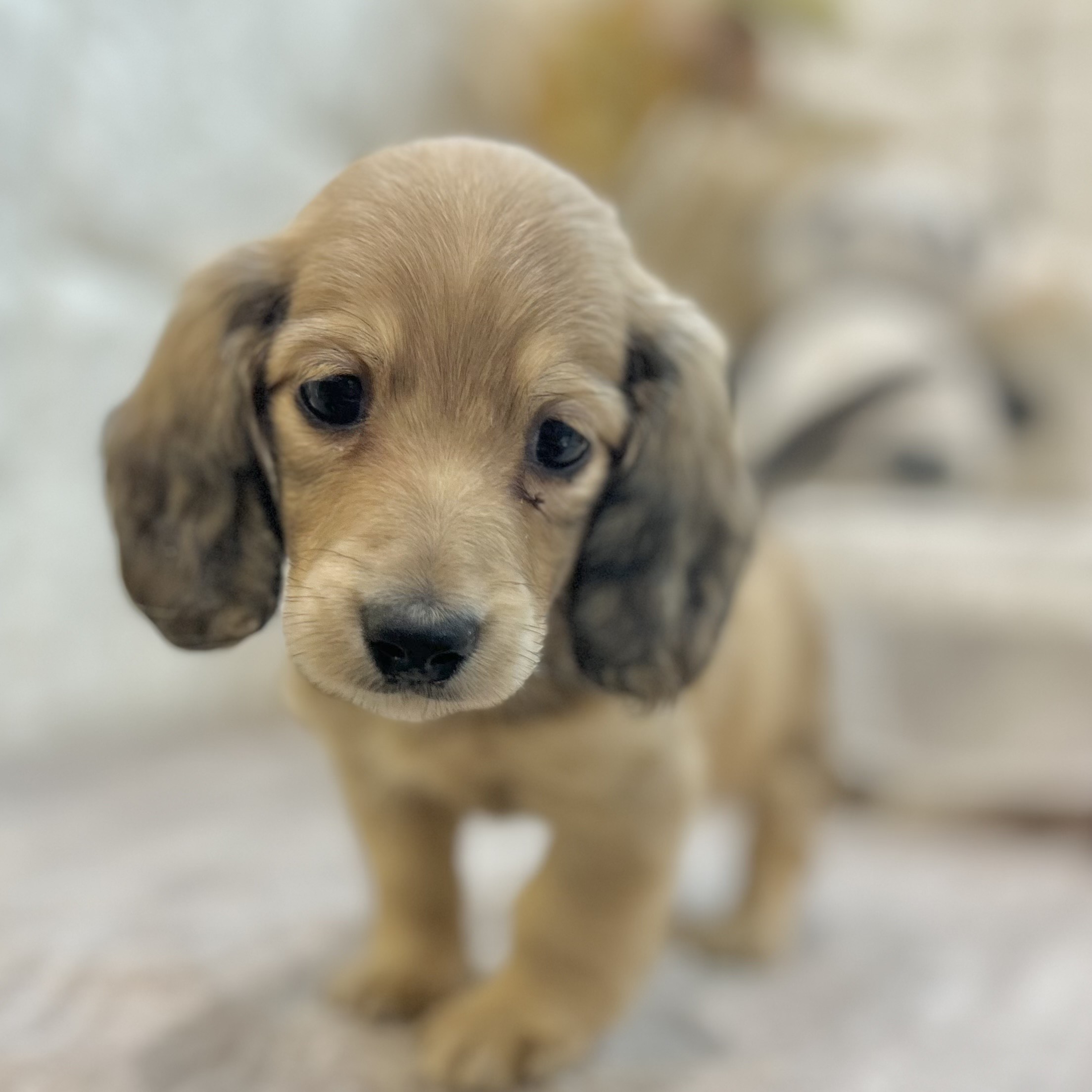 岡山県のミニチュアダックスフンド(ロング) (犬の家＆猫の里倉敷店/2025年9月12日生まれ/男の子/シェーデットイエロー)の子犬の3枚目の画像