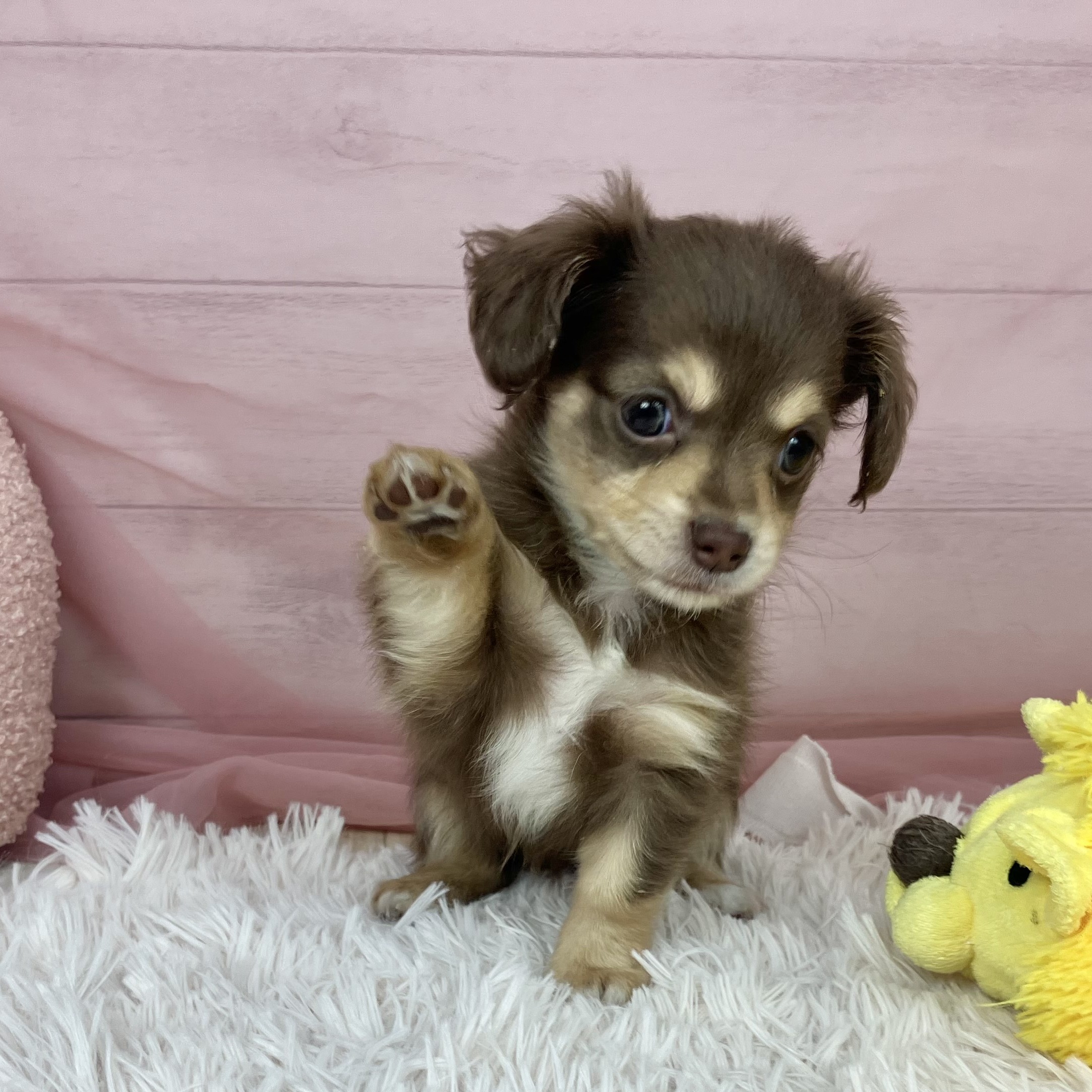 兵庫県のチワックス(チワワ×ダックス) (犬の家＆猫の里川西店/2025年9月12日生まれ/女の子/チョコレートクリーム)の子犬の3枚目の画像