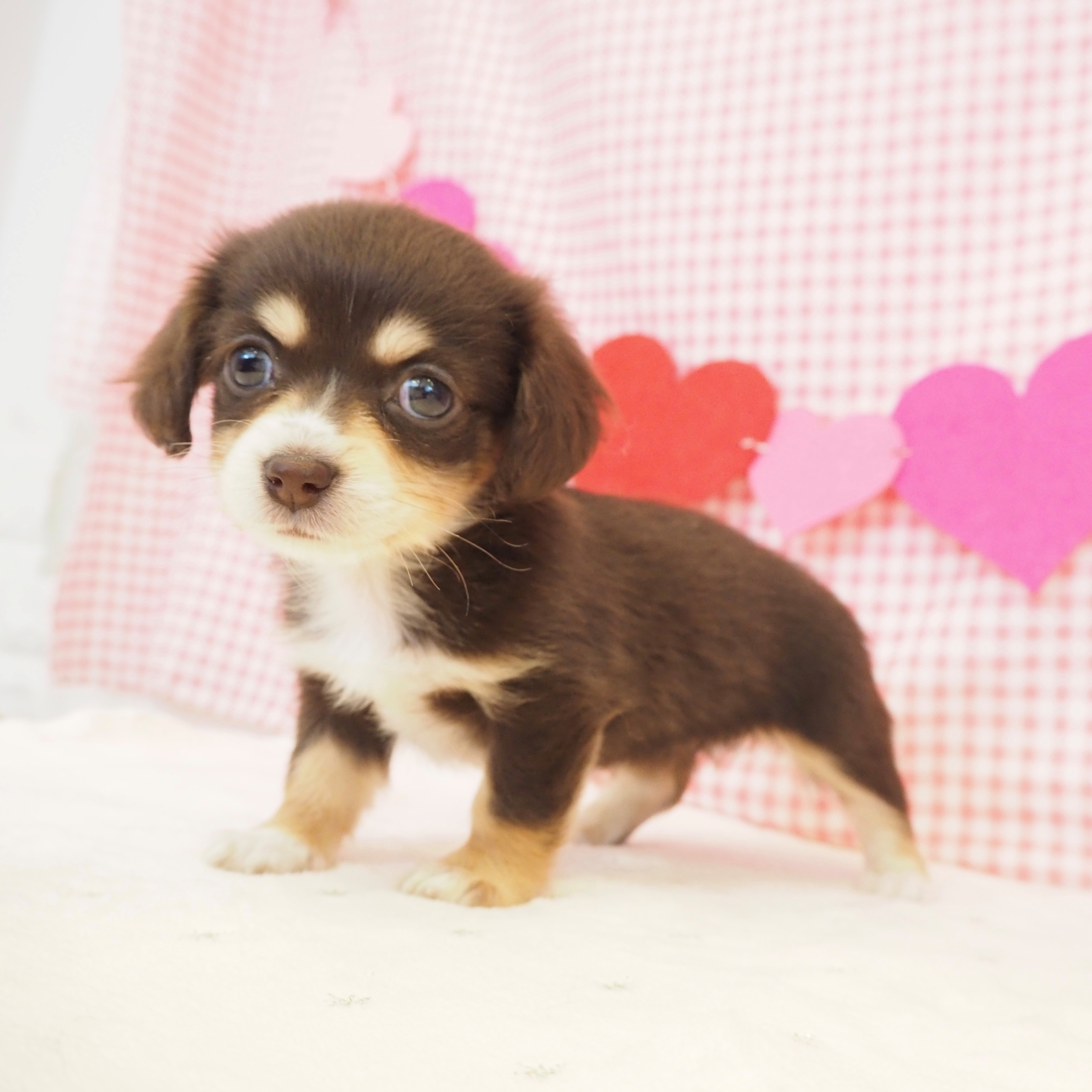 大阪府のチワックス(チワワ×ダックス) (犬の家＆猫の里もりのみやキューズモールBASE店/2025年9月12日生まれ/女の子/チョコレートクリーム)の子犬の3枚目の画像