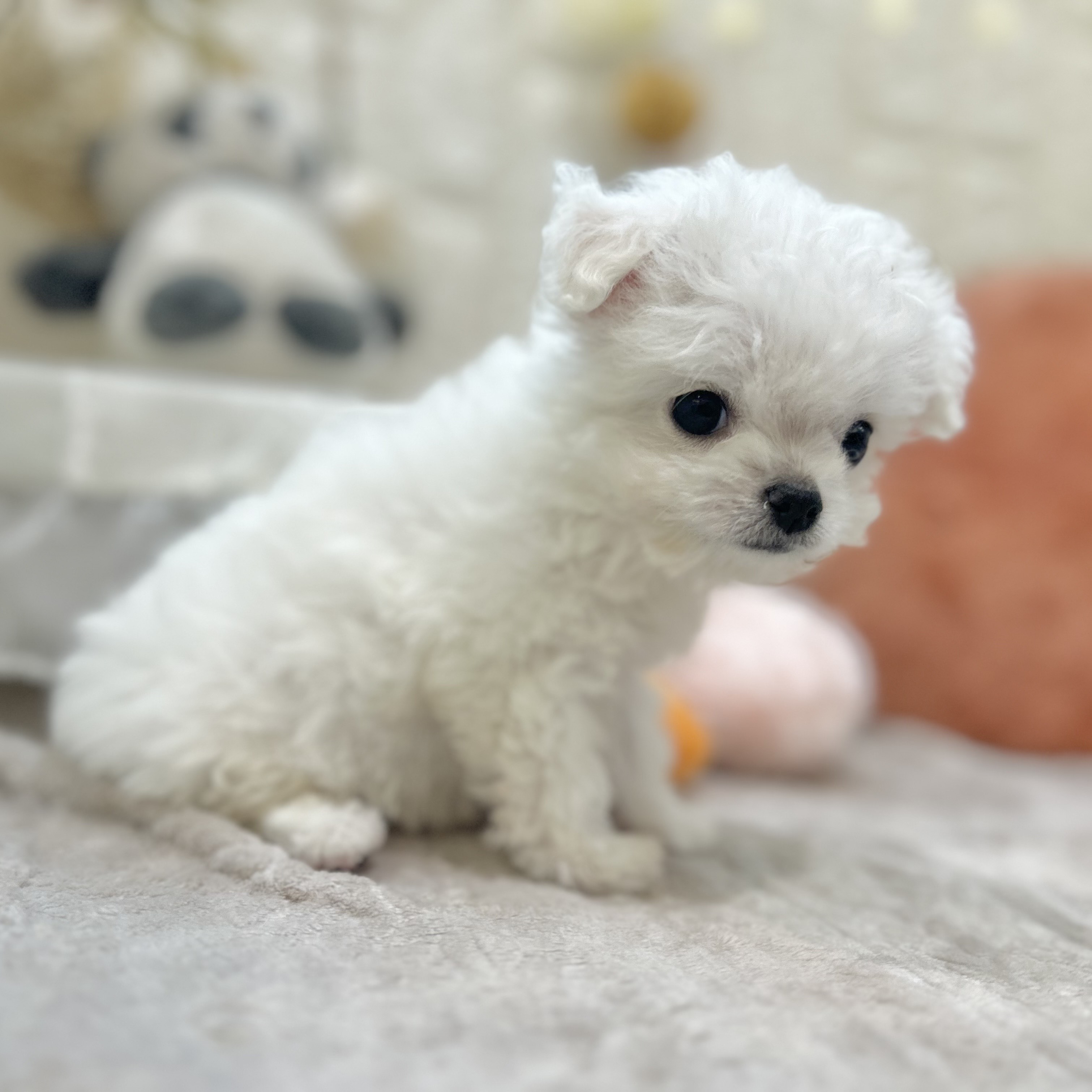 岡山県のチワマル/マルチワ(チワワ×マルチーズ) (犬の家＆猫の里倉敷店/2025年9月14日生まれ/女の子/ホワイト)の子犬の3枚目の画像