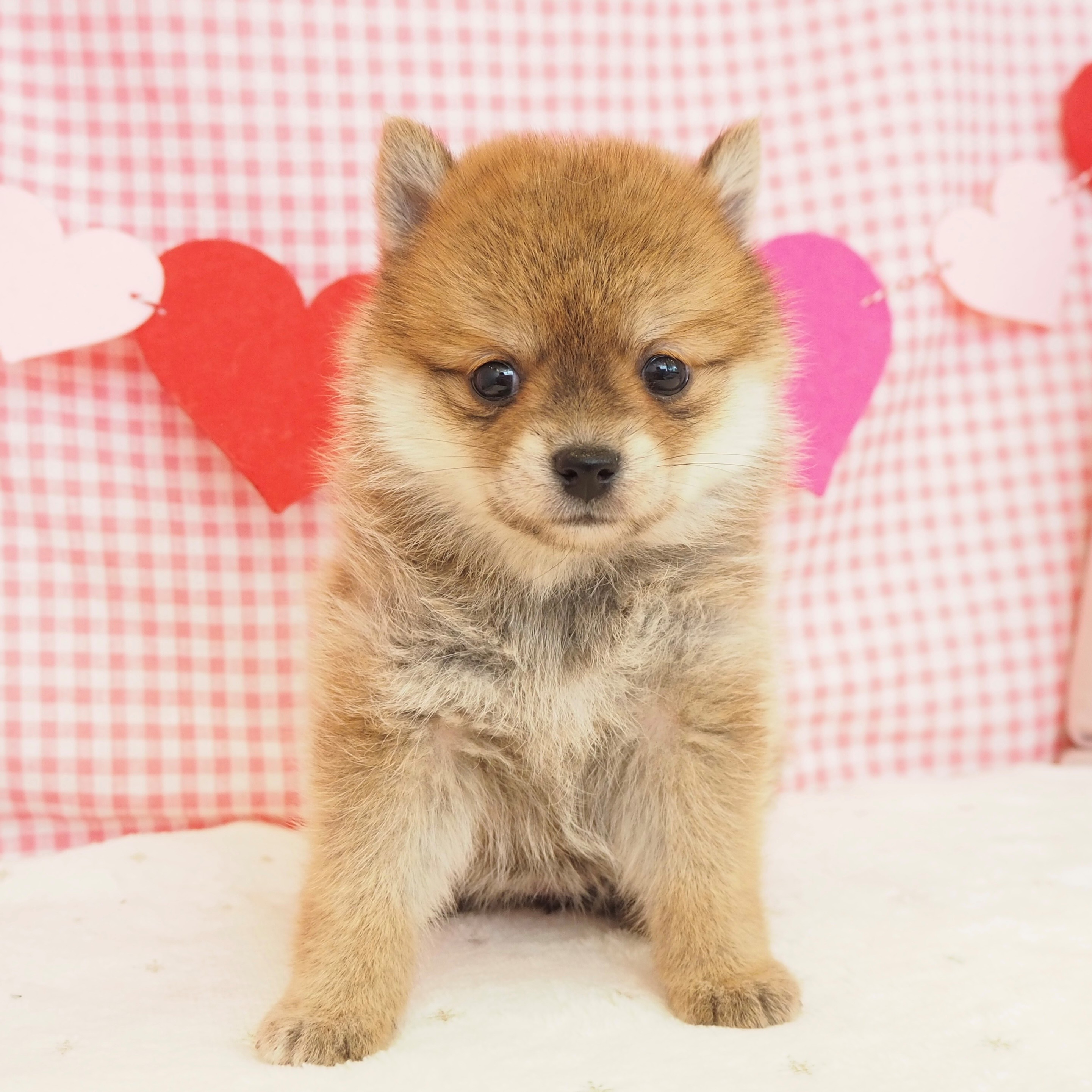 大阪府のポメ柴/豆ポメ/ポメ豆柴(ポメラニアン×柴犬) (犬の家＆猫の里もりのみやキューズモールBASE店/2025年9月14日生まれ/女の子/赤)の子犬の1枚目の画像