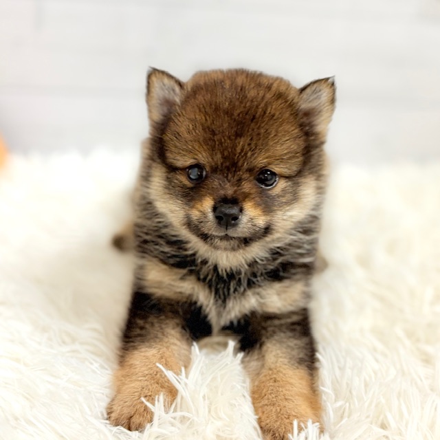 愛知県のポメ柴/豆ポメ/ポメ豆柴(ポメラニアン×柴犬) (犬の家＆猫の里豊田店/2025年9月14日生まれ/女の子/ウルフセーブル)の子犬の1枚目の画像