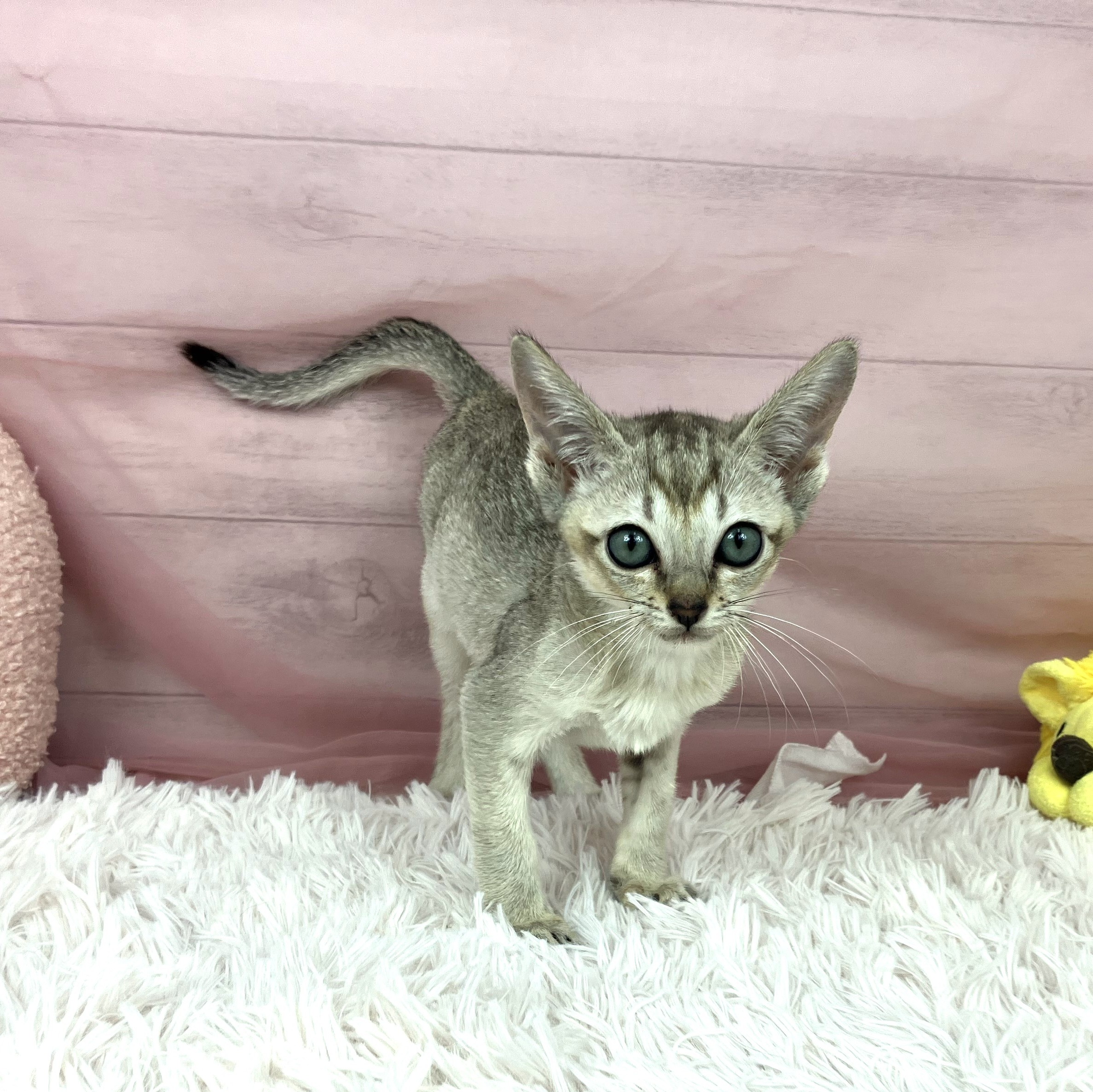 兵庫県のシンガプーラ (犬の家＆猫の里川西店/2025年9月8日生まれ/女の子/セピアアグーティ)の子猫の1枚目の画像