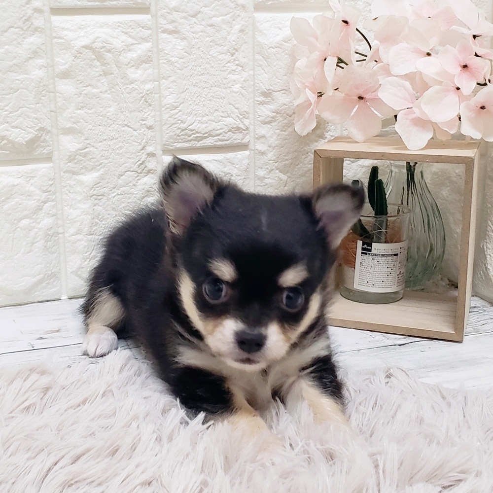 岡山県のチワワ(ロング) (犬の家＆猫の里岡山店/2025年9月12日生まれ/女の子/ブラッククリーム)の子犬の3枚目の画像