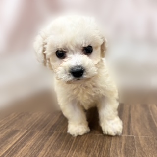 兵庫県のビションフリーゼ (犬の家＆猫の里カナート西神戸店/2025年9月14日生まれ/男の子/ホワイト)の子犬の3枚目の画像