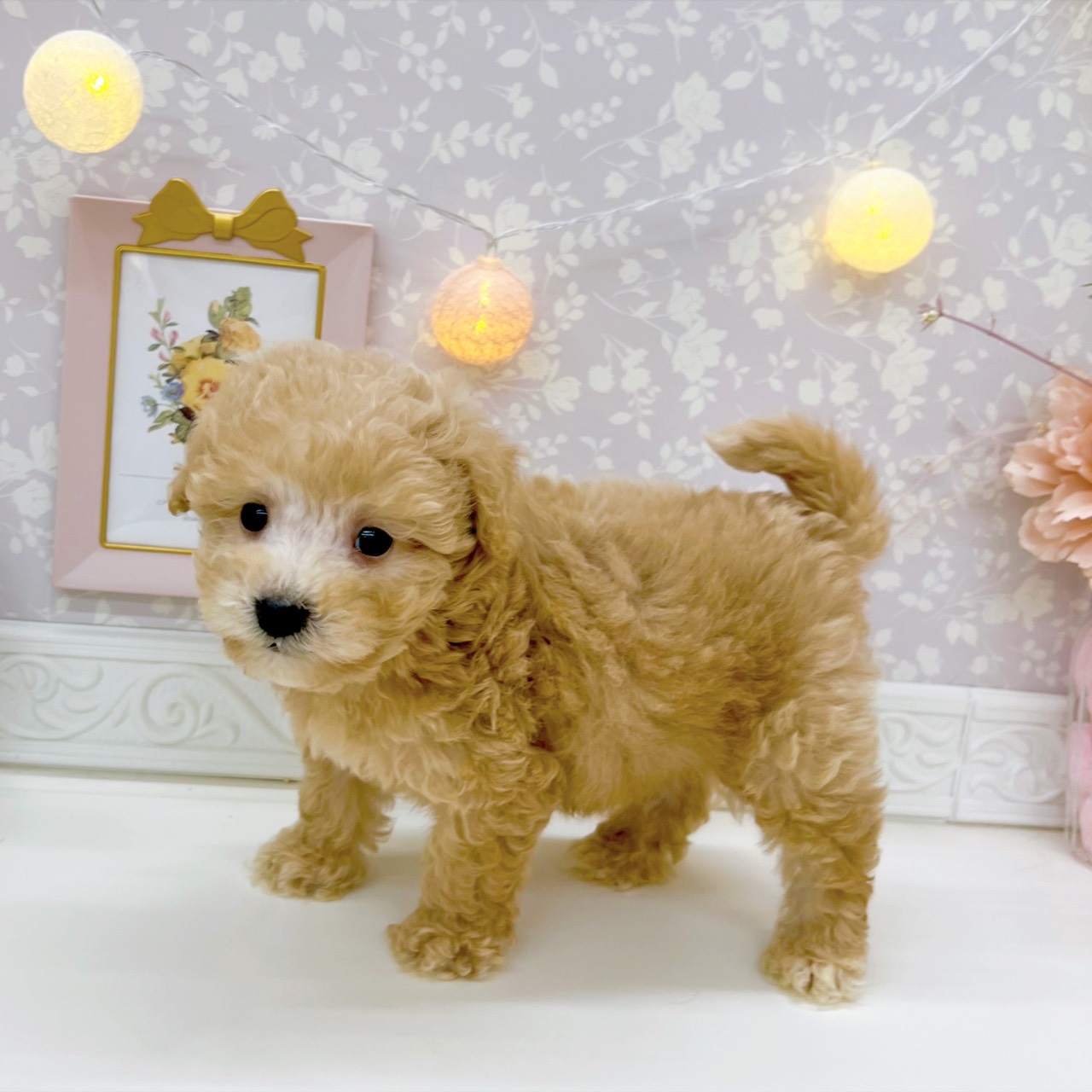 富山県のビションプー(ビションフリーゼ×プードル) (犬の家＆猫の里富山店/2025年9月6日生まれ/男の子/クリーム)の子犬の3枚目の画像